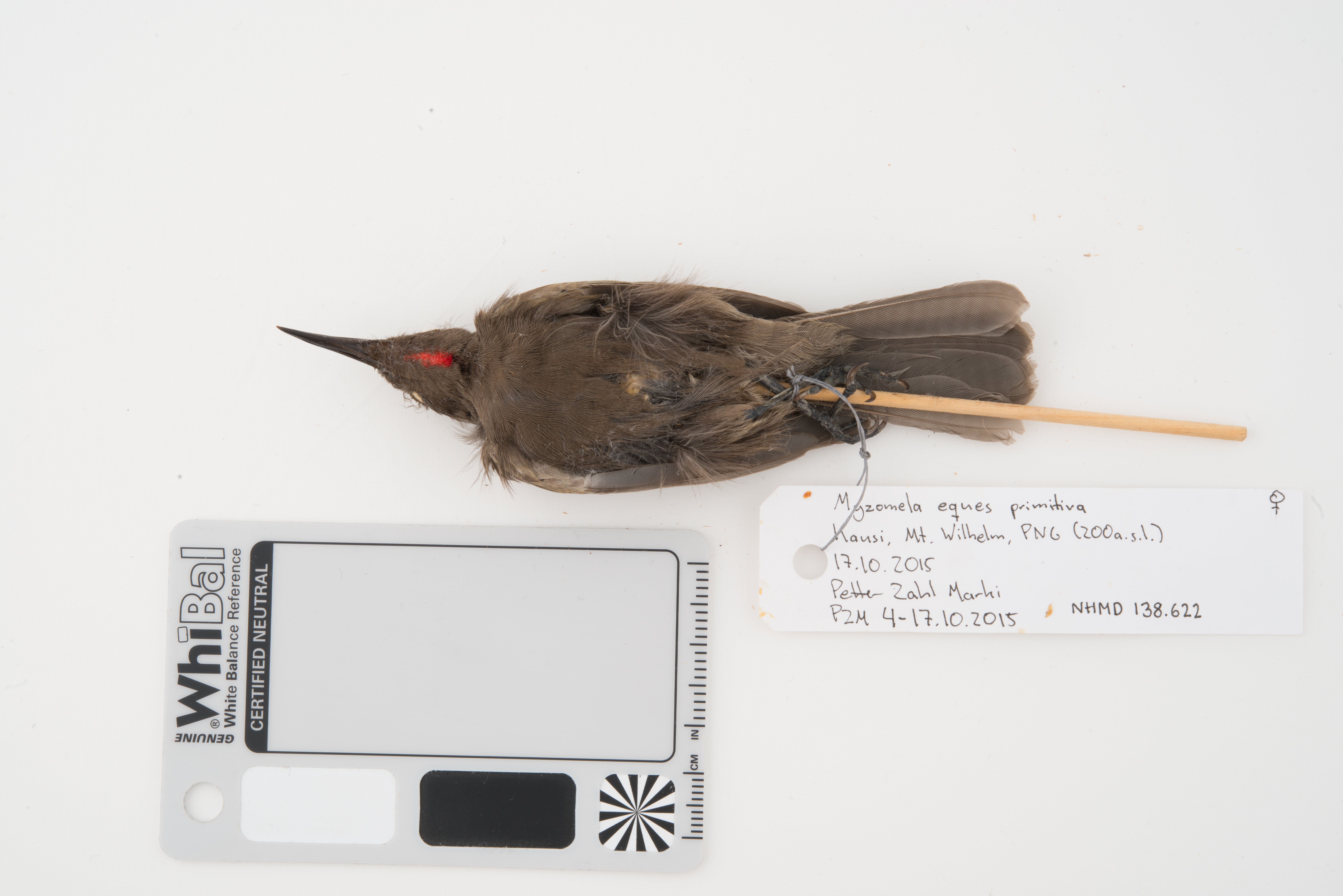 Ruby-throated Myzomela (Myzomela eques), photo 2
