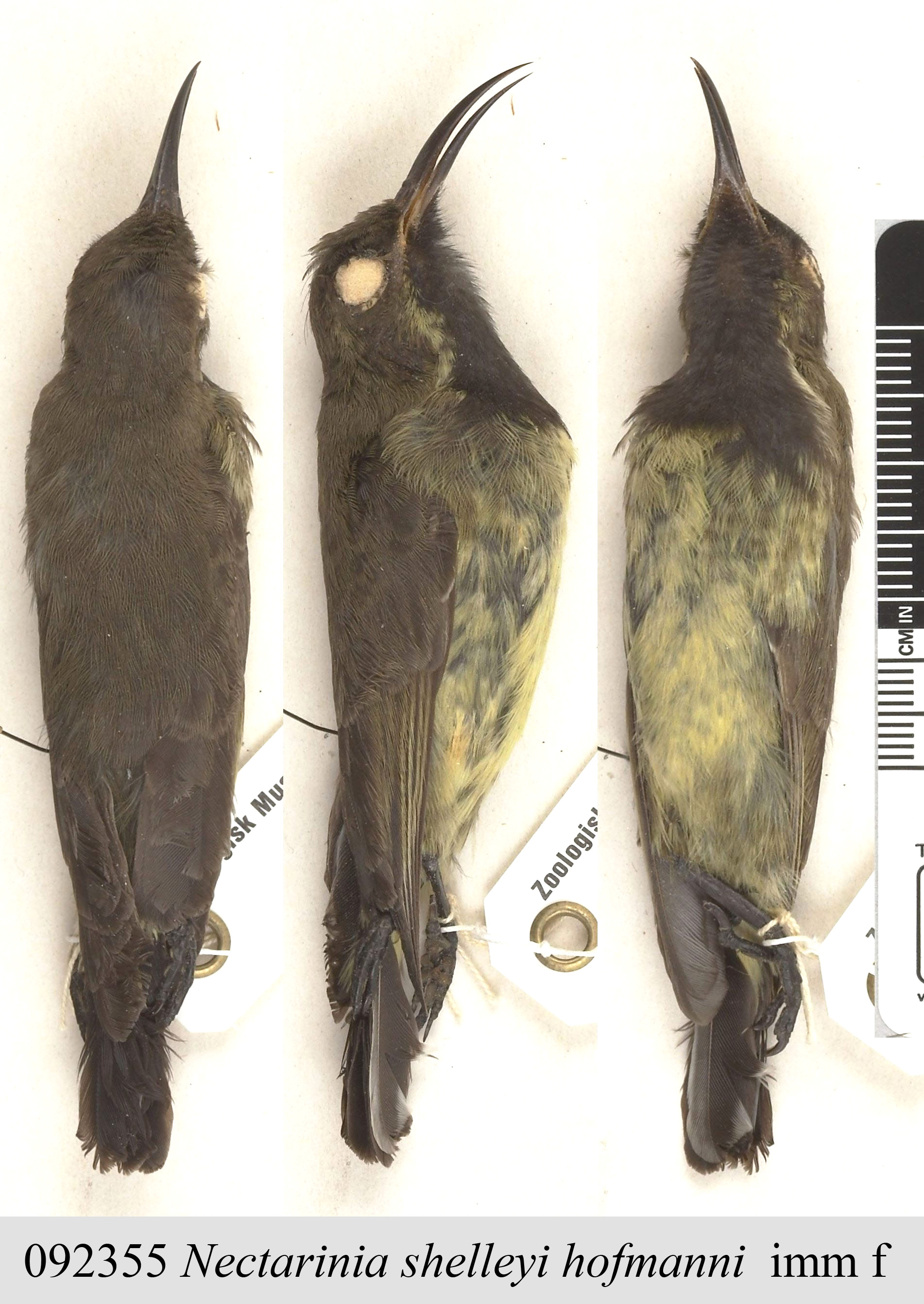 Shelley's Sunbird (Cinnyris shelleyi), photo 3