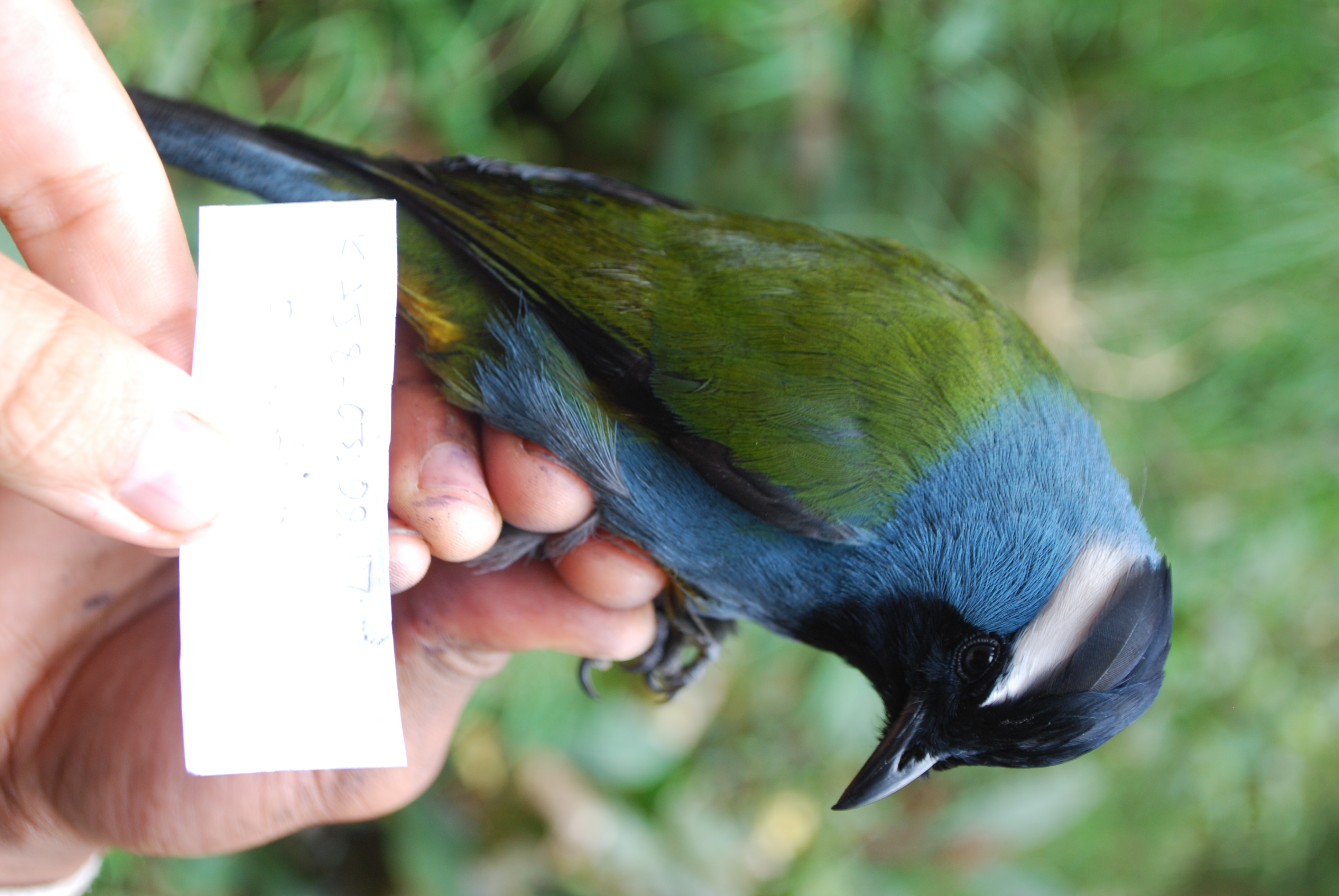 Eastern Crested Berrypecker (Paramythia montium), photo 9