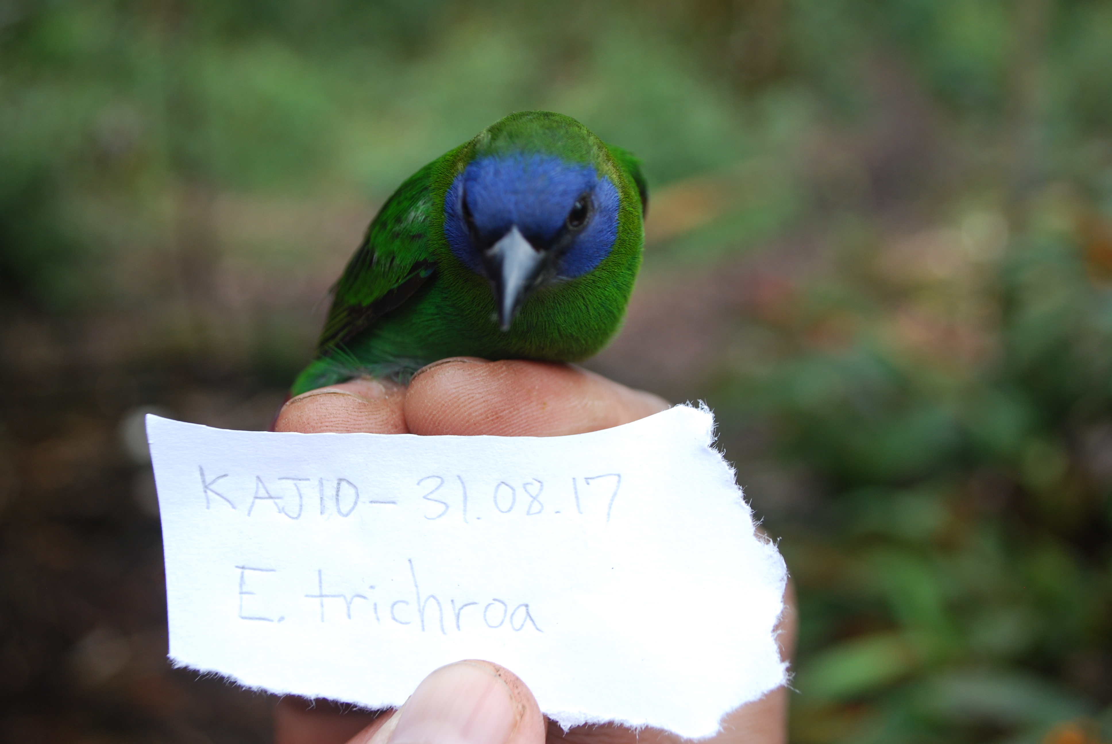 Blue-faced Parrotfinch (Erythrura trichroa), photo 10
