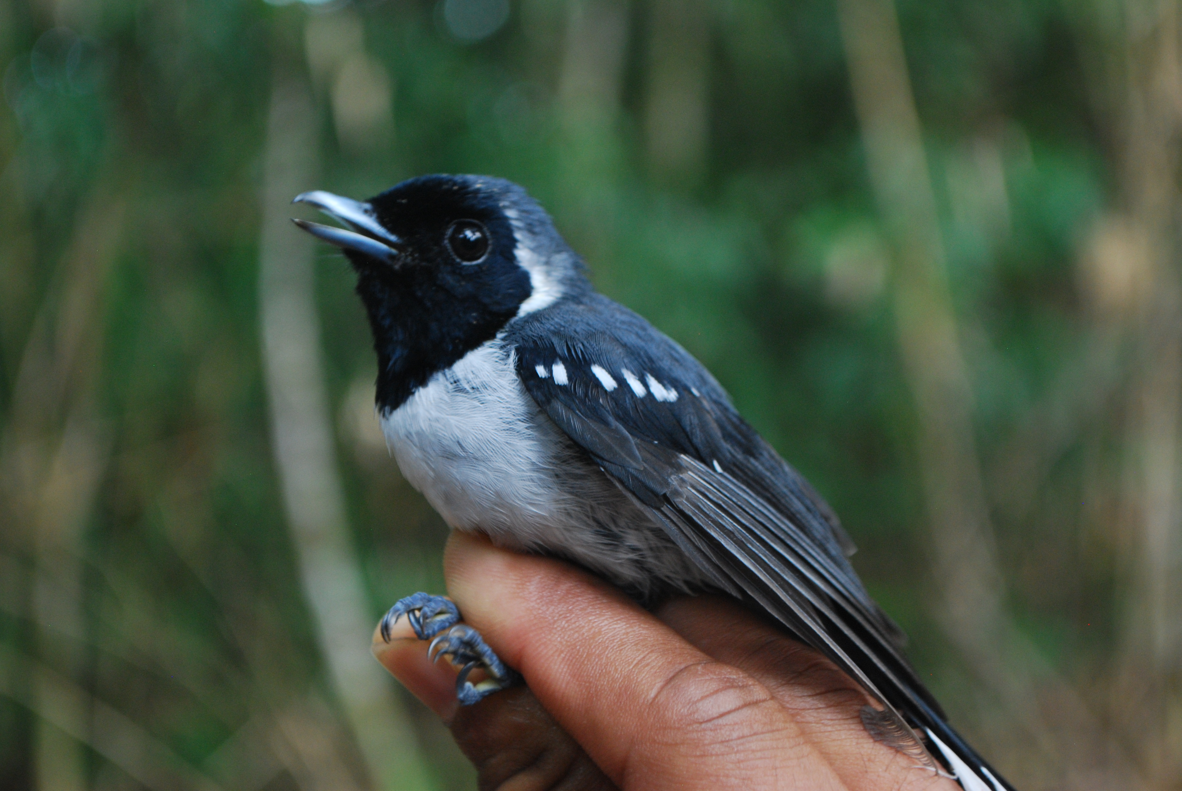 Spot-winged Monarch (Symposiachrus guttula), photo 4