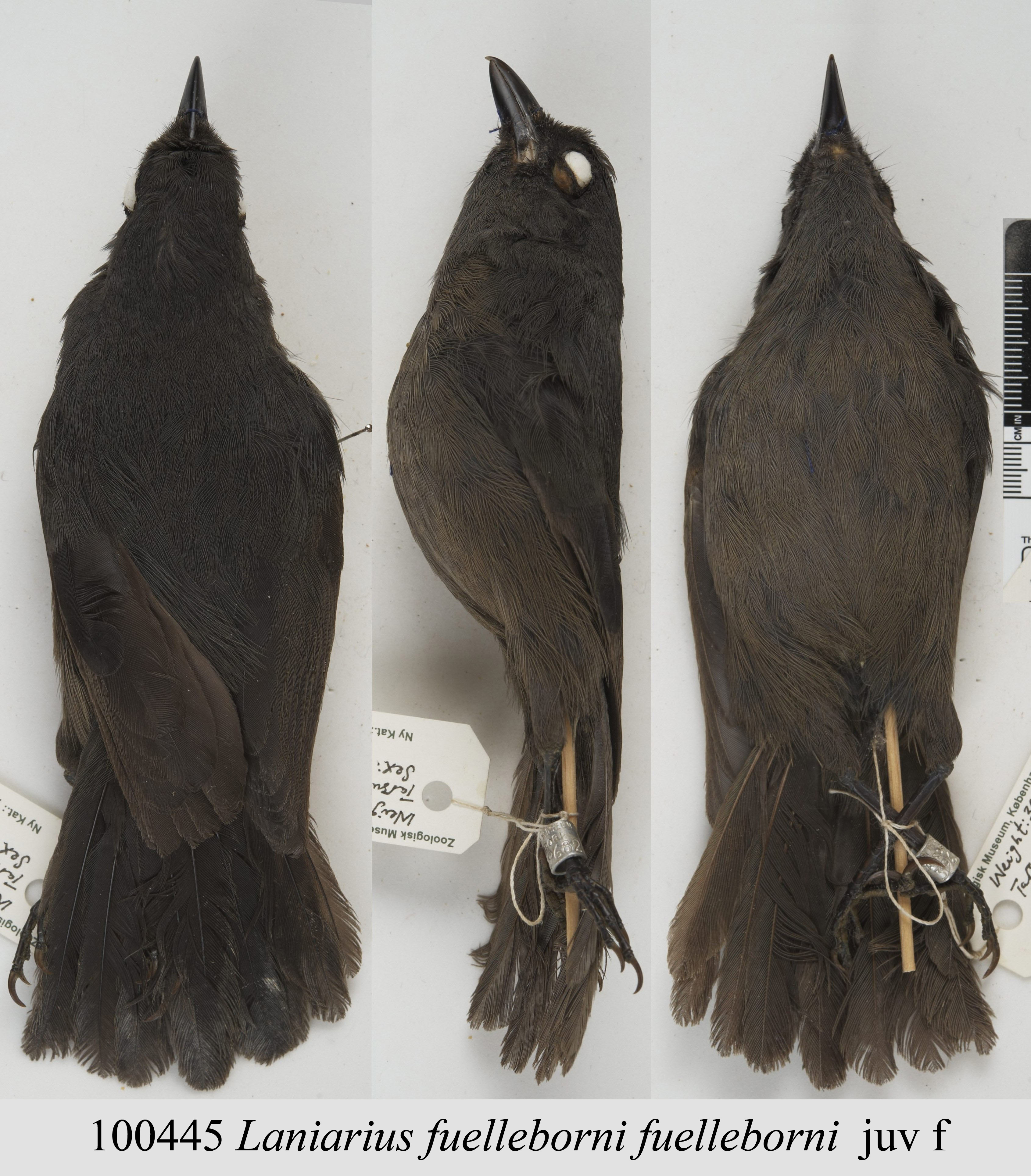 Fülleborn's Boubou (Laniarius fuelleborni), photo 2