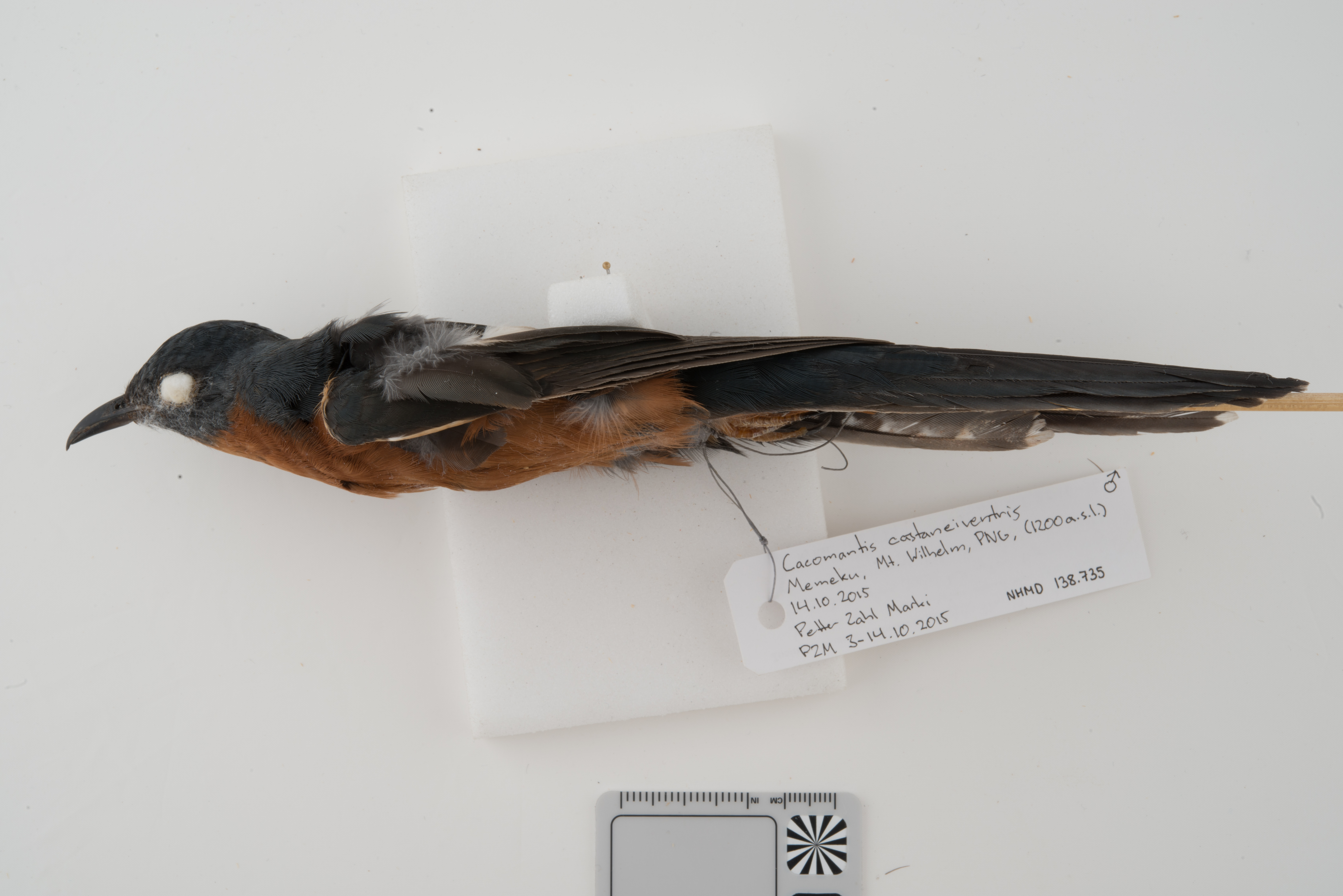 Chestnut-breasted Cuckoo (Cacomantis castaneiventris), photo 6