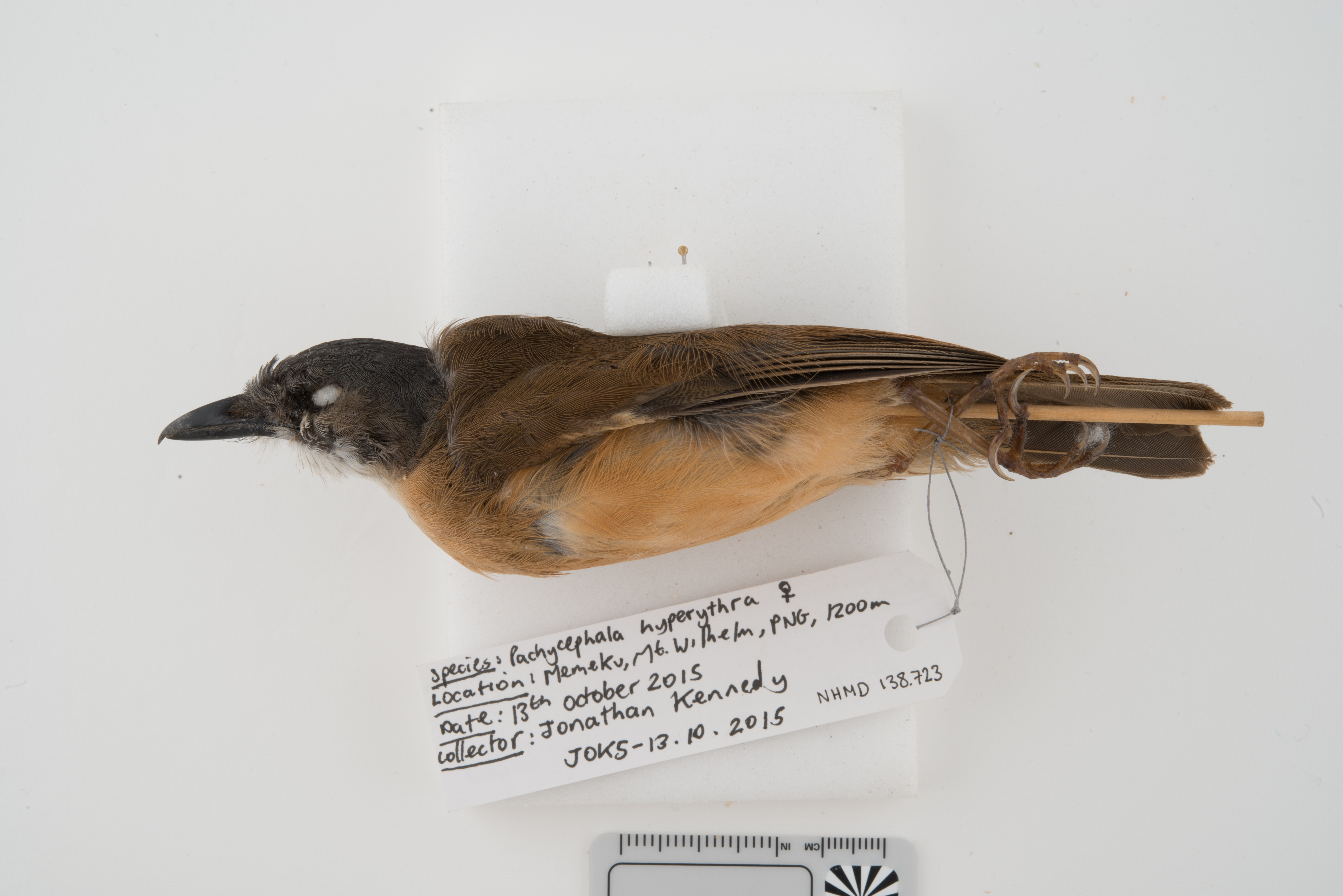 Rusty Whistler (Pachycephala hyperythra), photo 2