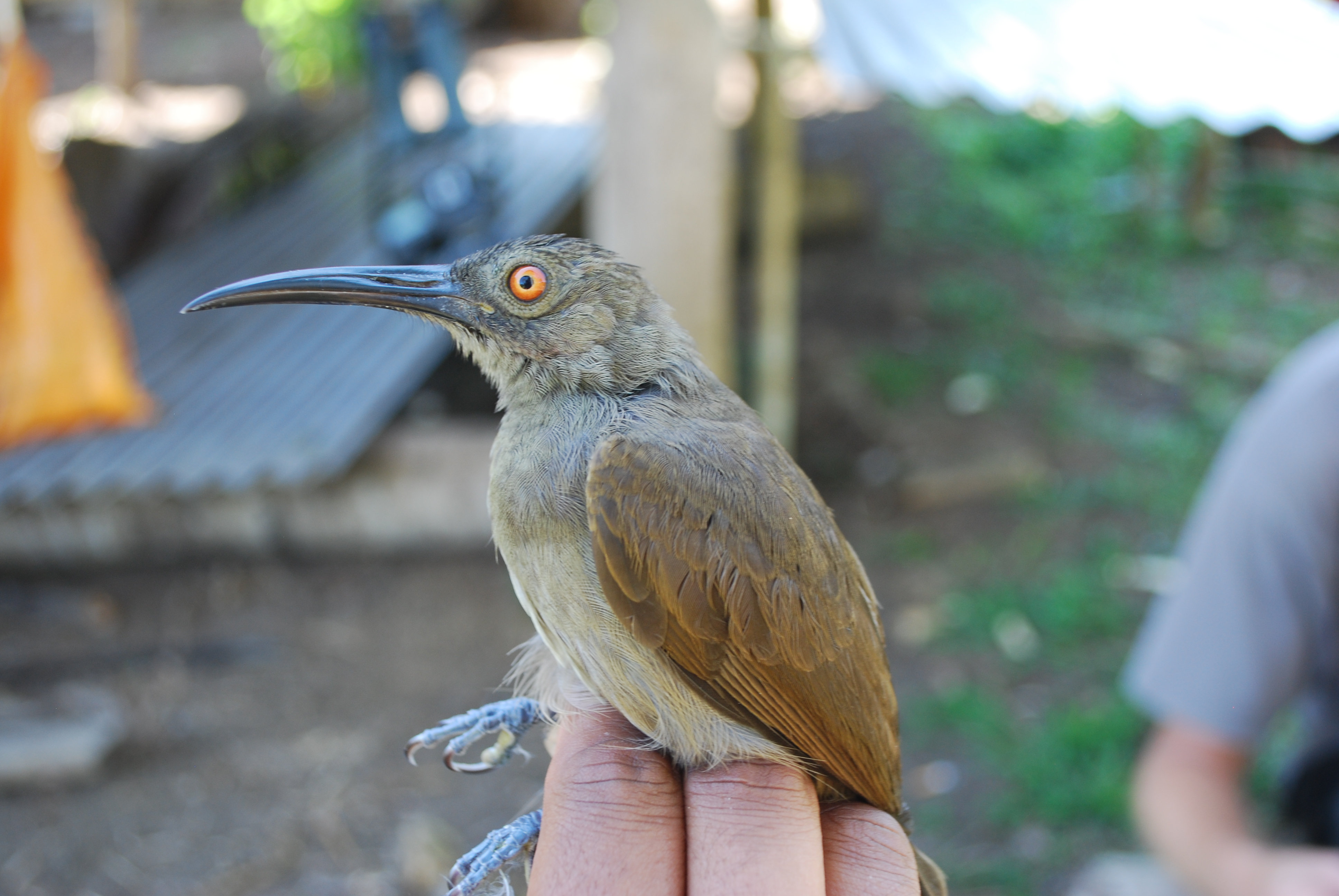 Long-billed Honeyeater (Melilestes megarhynchus), photo 10
