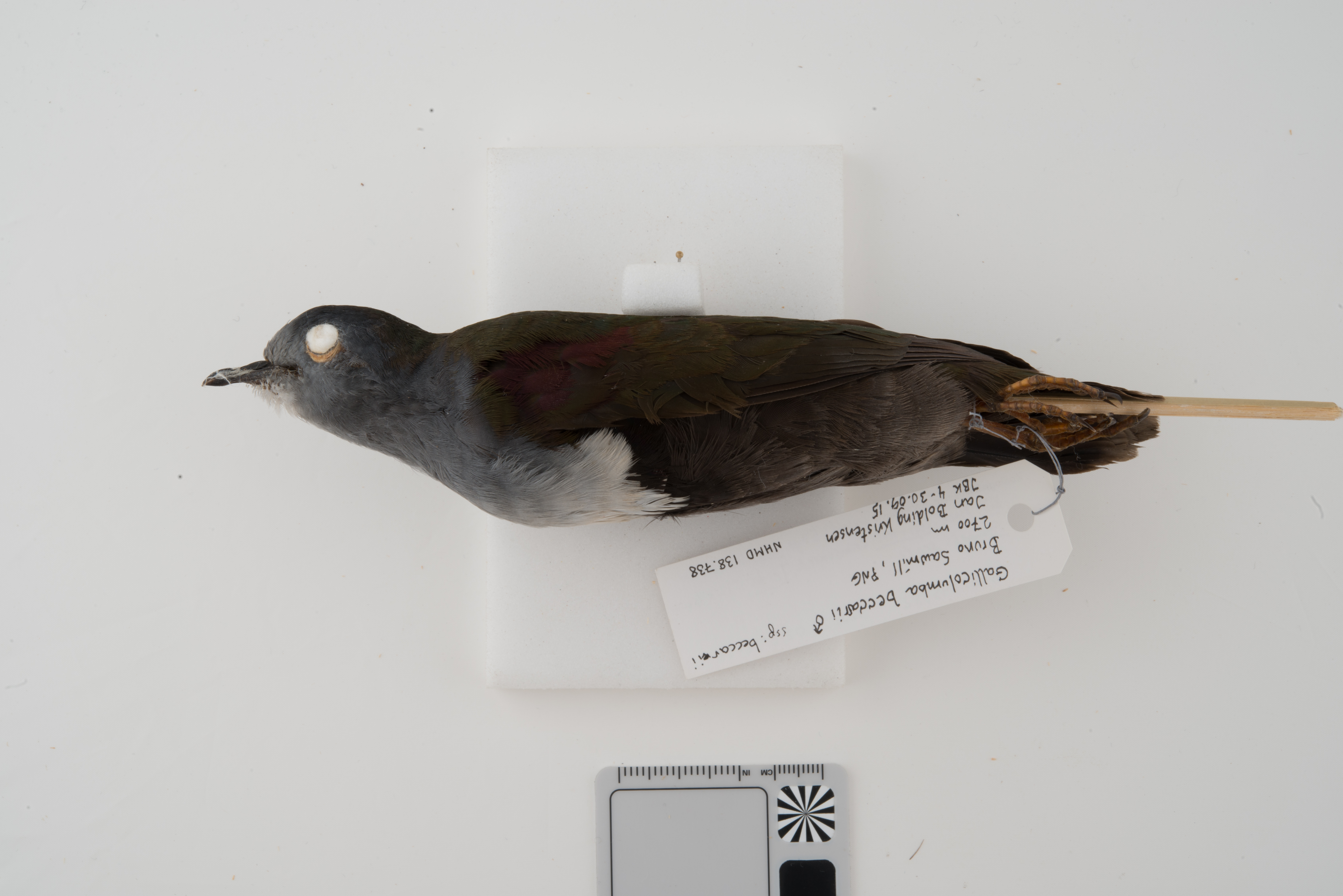 Bronze Ground Dove (Pampusana beccarii), photo 2