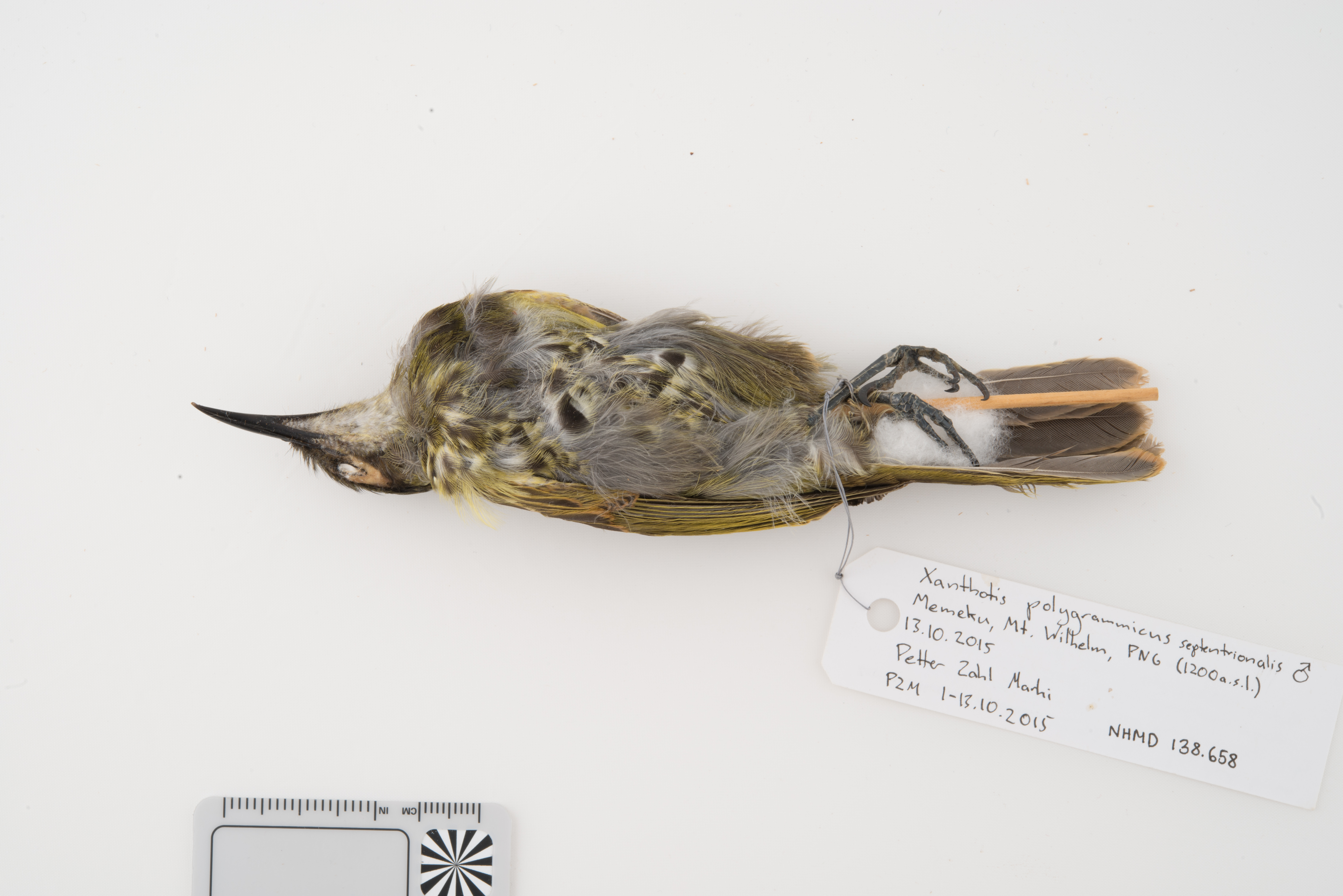 Spotted Honeyeater (Xanthotis polygrammus), photo 6