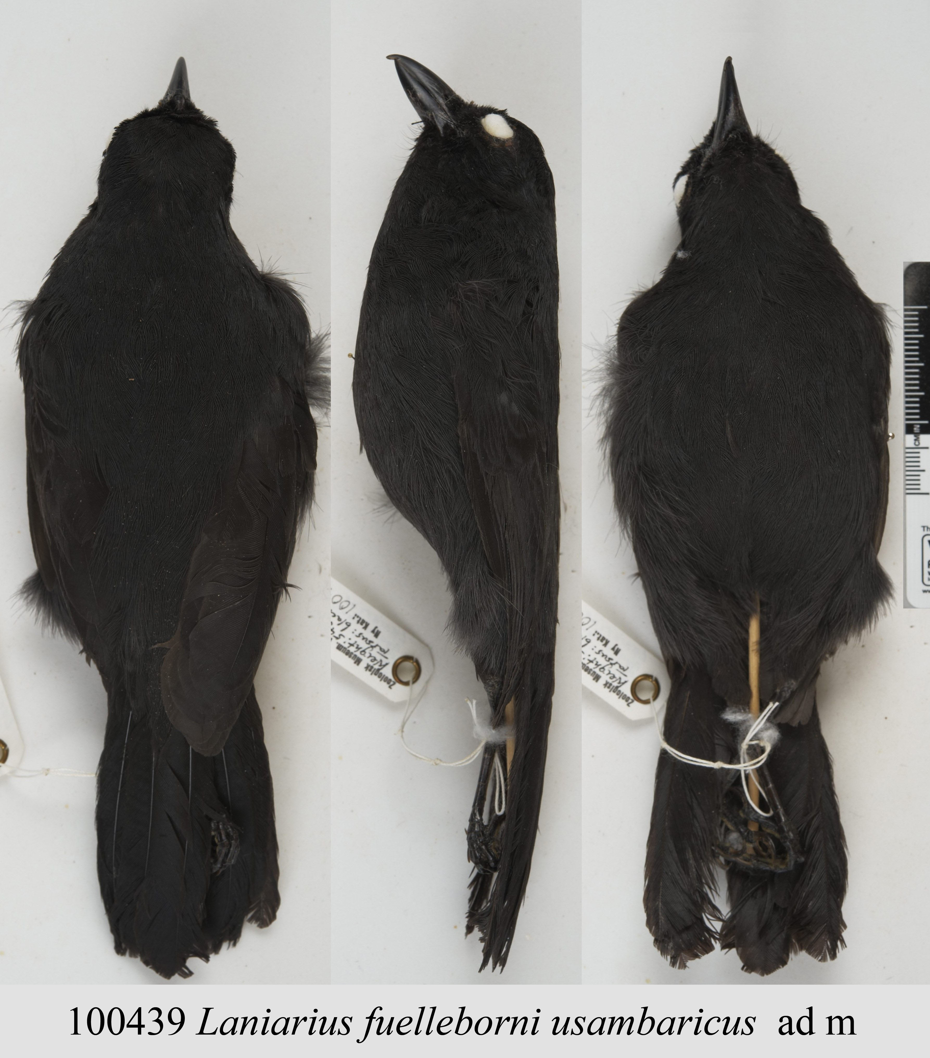 Fülleborn's Boubou (Laniarius fuelleborni), photo 4
