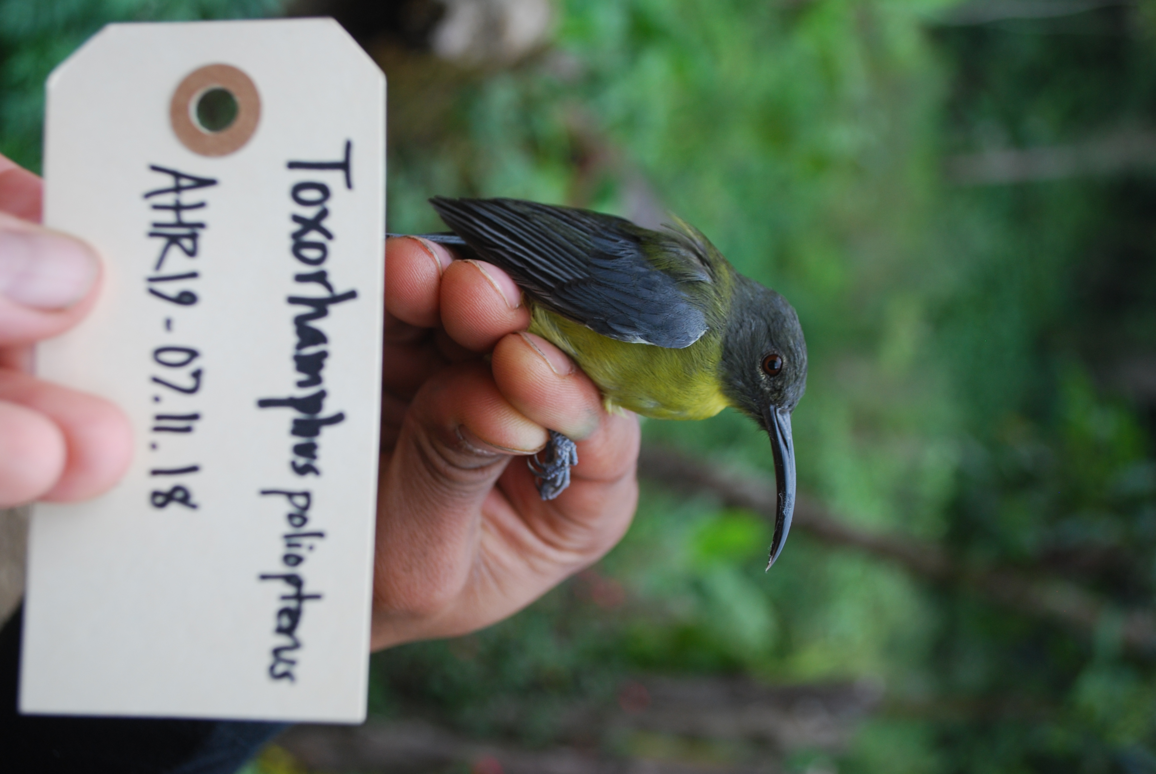 Slaty-headed Longbill (Toxorhamphus poliopterus), photo 6