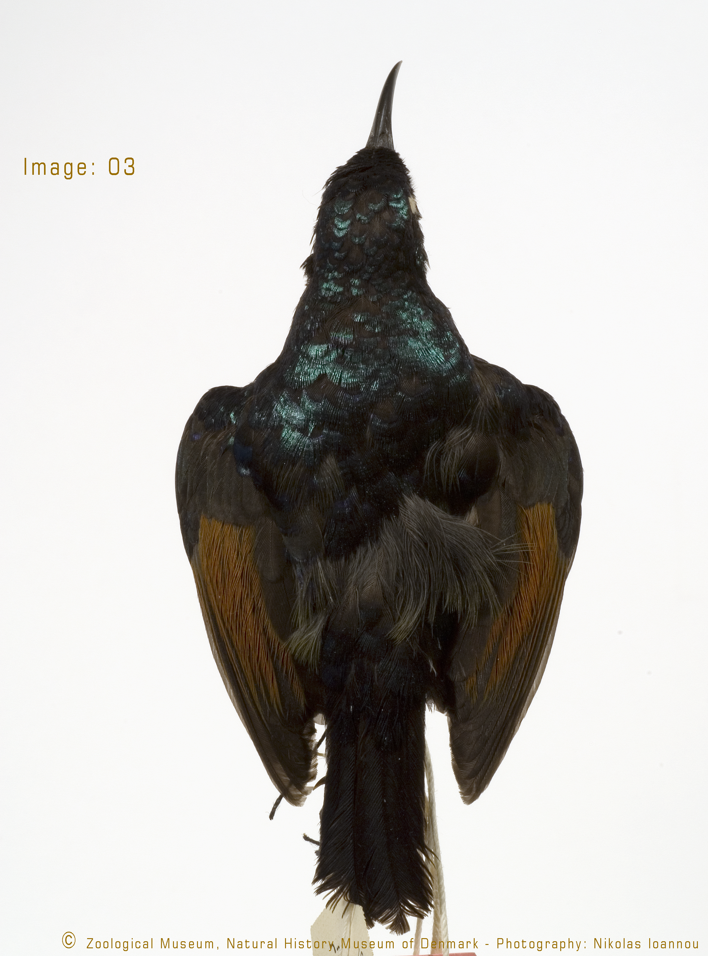 Dark Batis (Batis crypta), photo 3