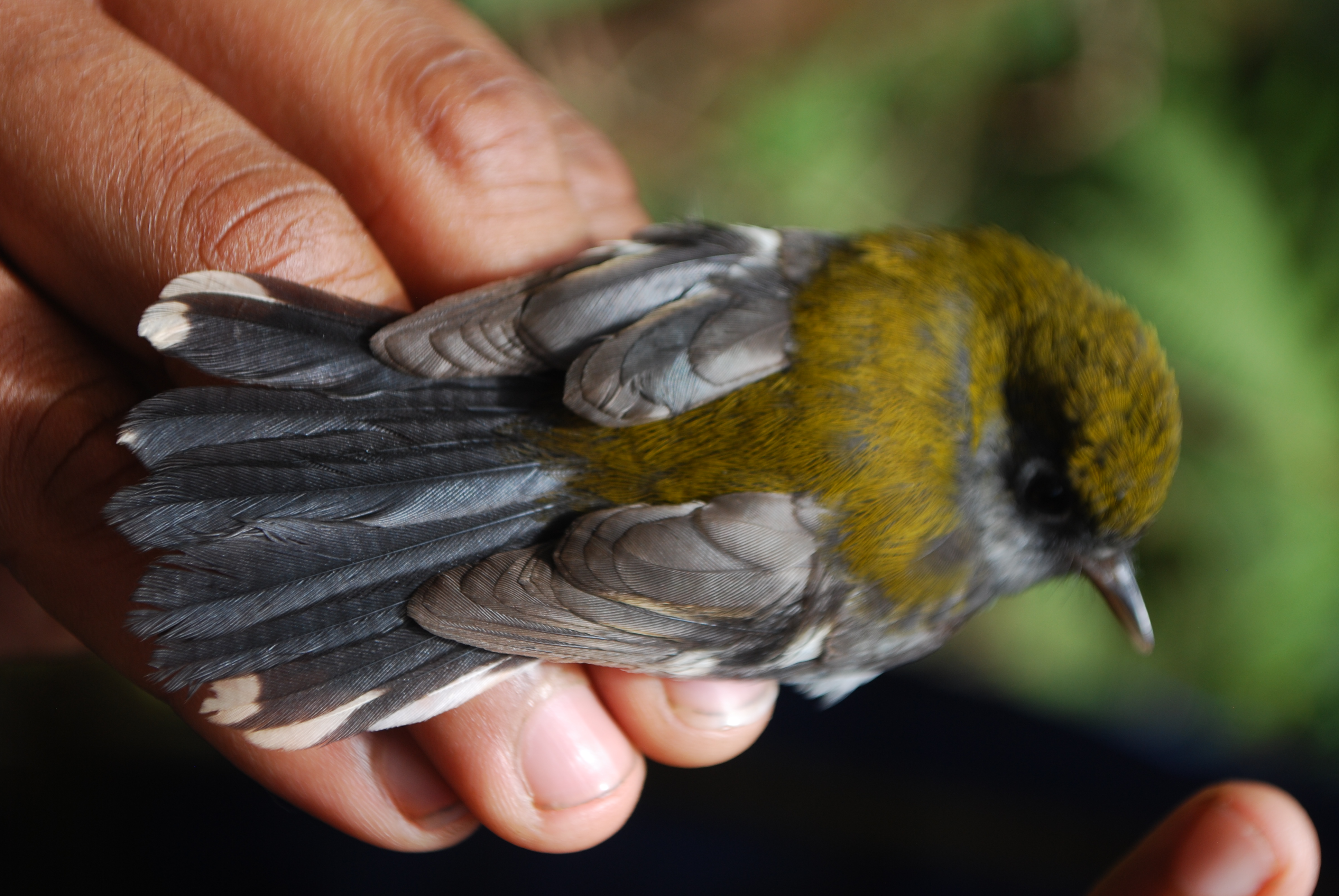 Garnet Robin (Eugerygone rubra), photo 8