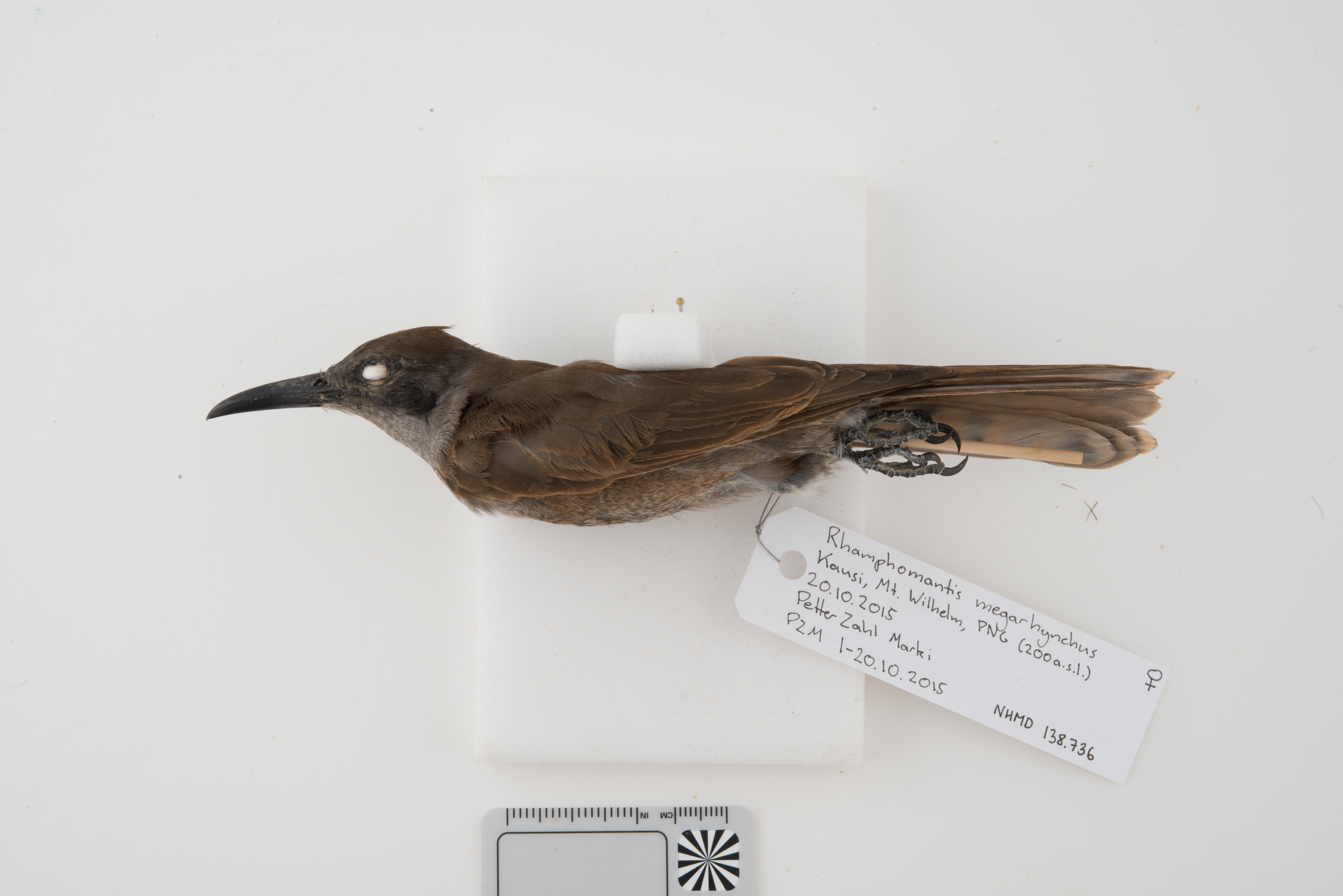 Long-billed Cuckoo (Chalcites megarhynchus), photo 1