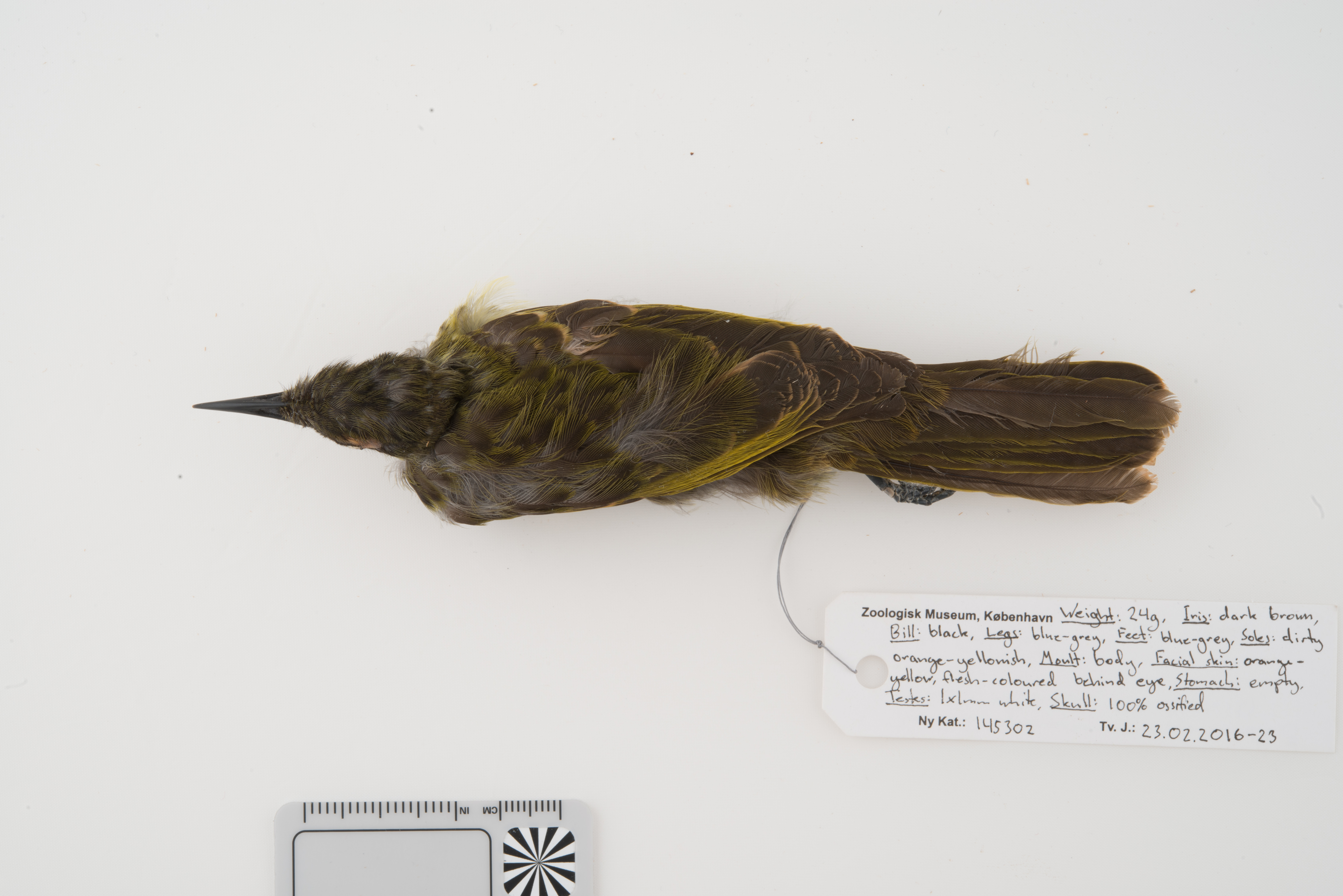 Spotted Honeyeater (Xanthotis polygrammus), photo 7