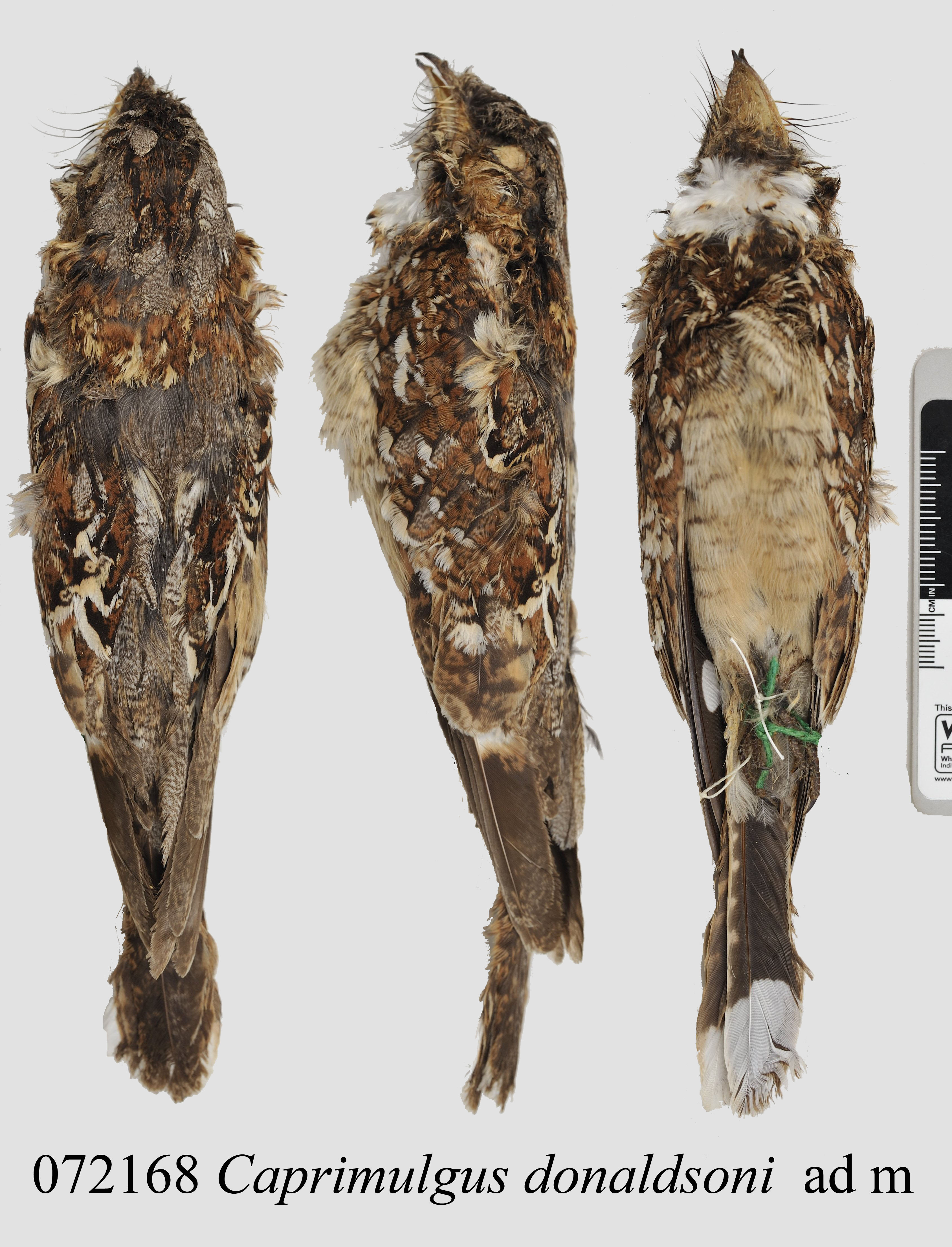 Donaldson Smith's Nightjar (Caprimulgus donaldsoni), photo 3