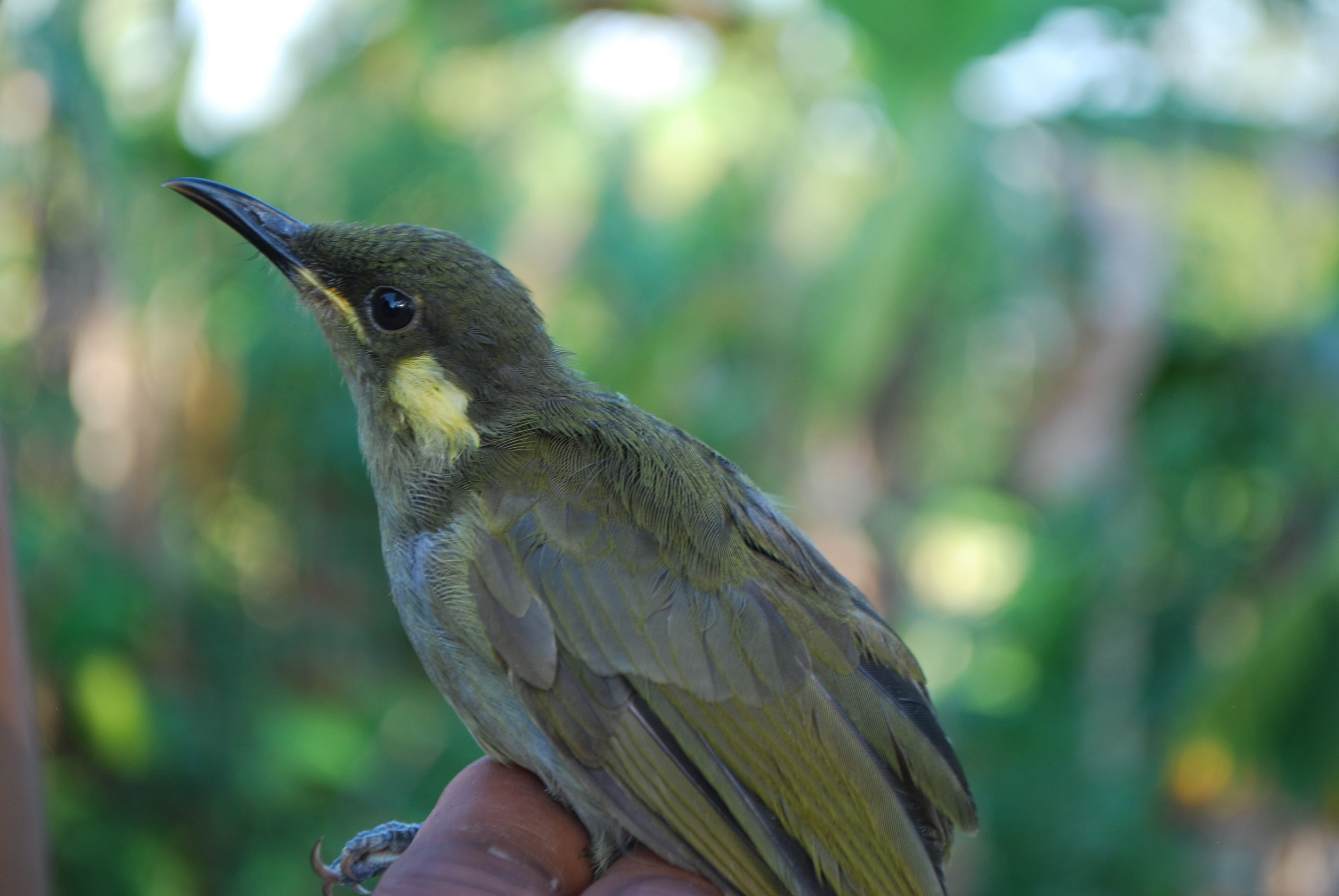 Puff-backed Honeyeater (Meliphaga aruensis), photo 8