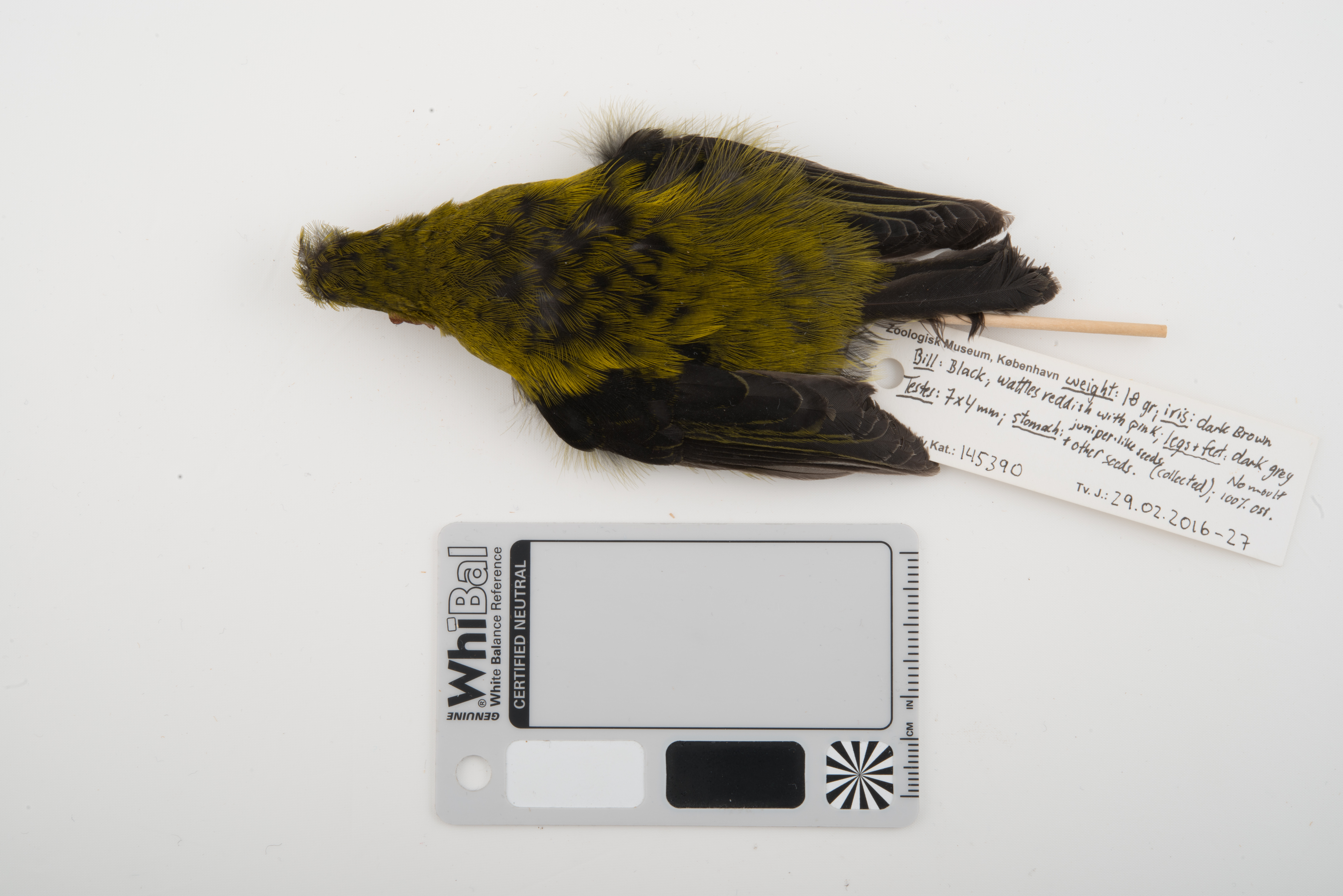 Wattled Ploughbill (Eulacestoma nigropectus), photo 8