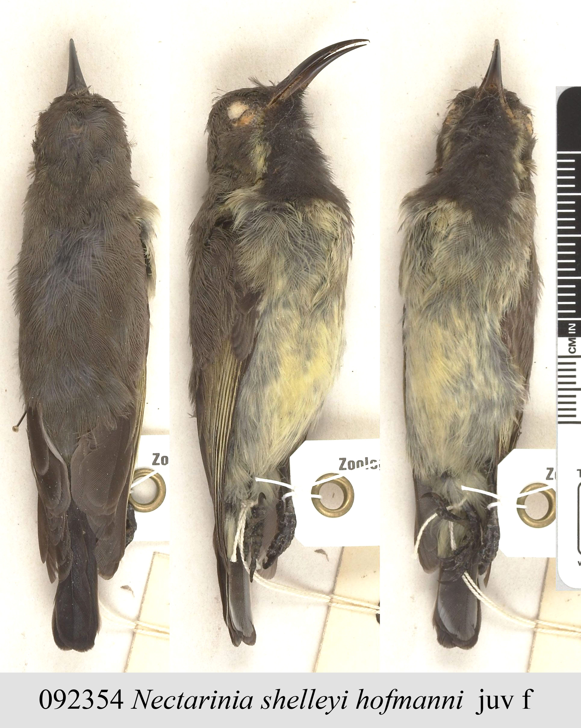 Shelley's Sunbird (Cinnyris shelleyi), photo 5