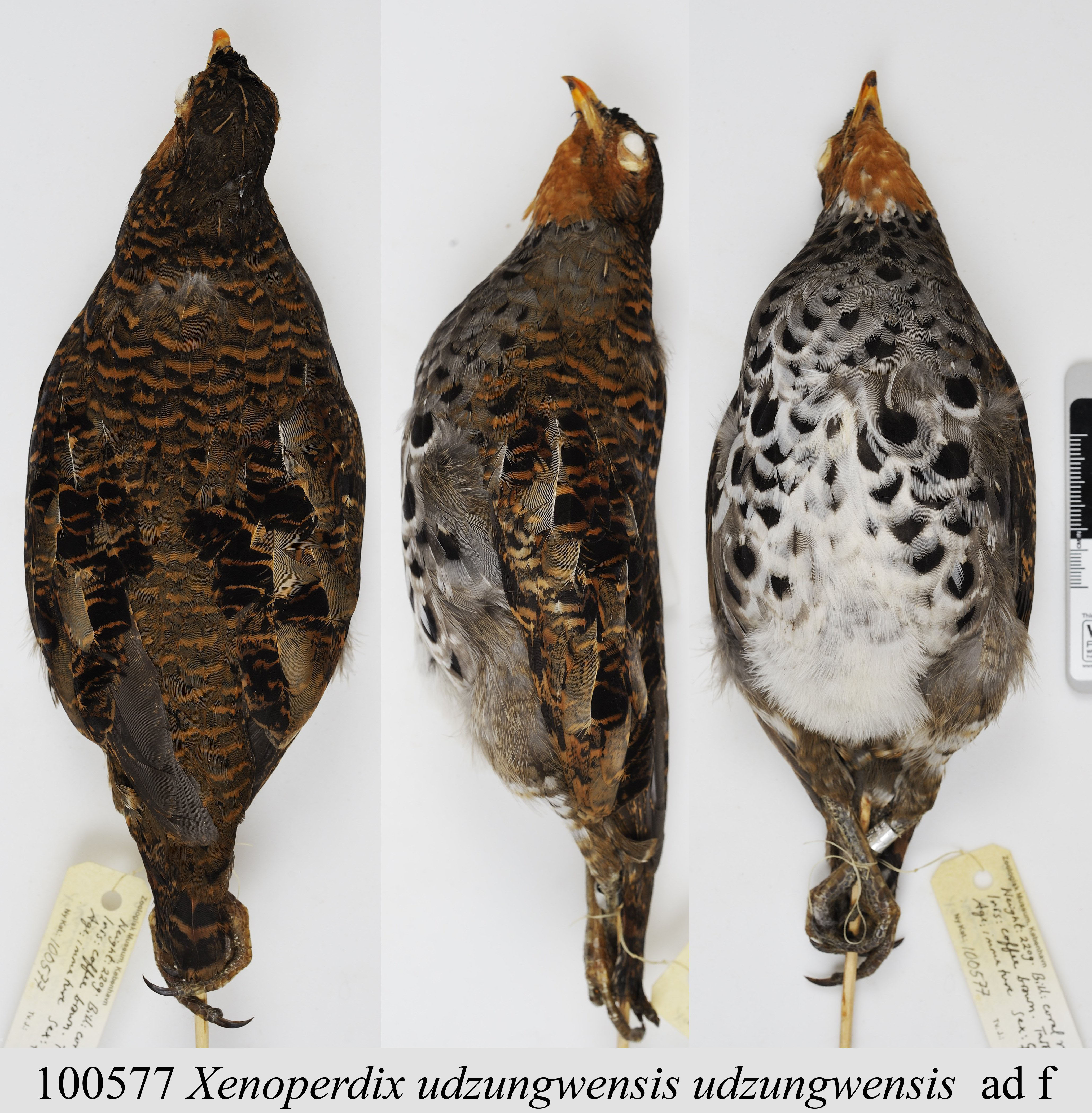Udzungwa Forest Partridge (Xenoperdix udzungwensis), photo 4