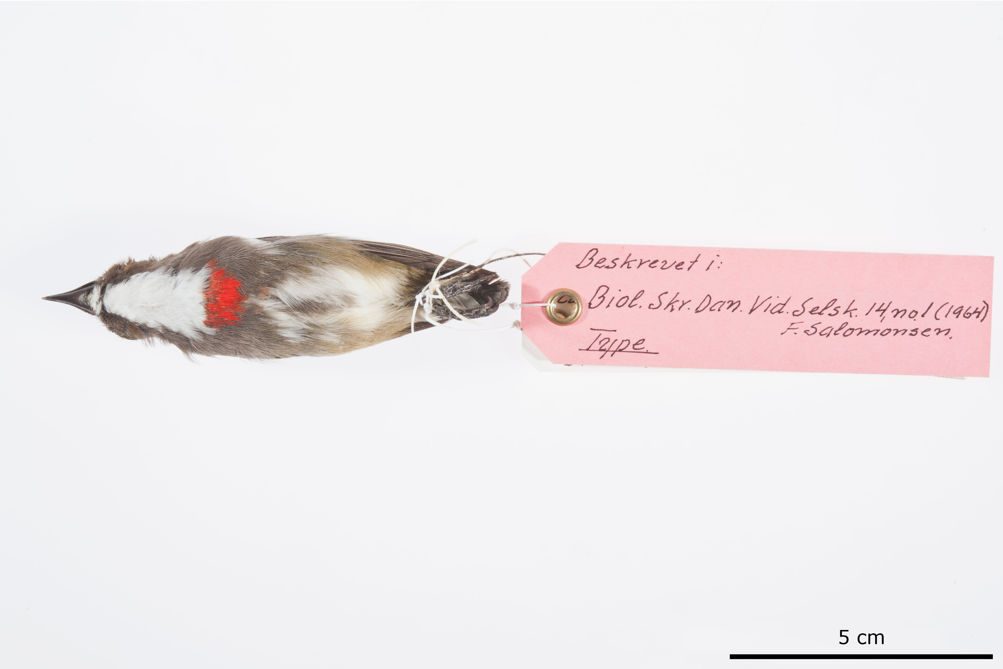 Red-banded Flowerpecker (Dicaeum eximium), photo 5