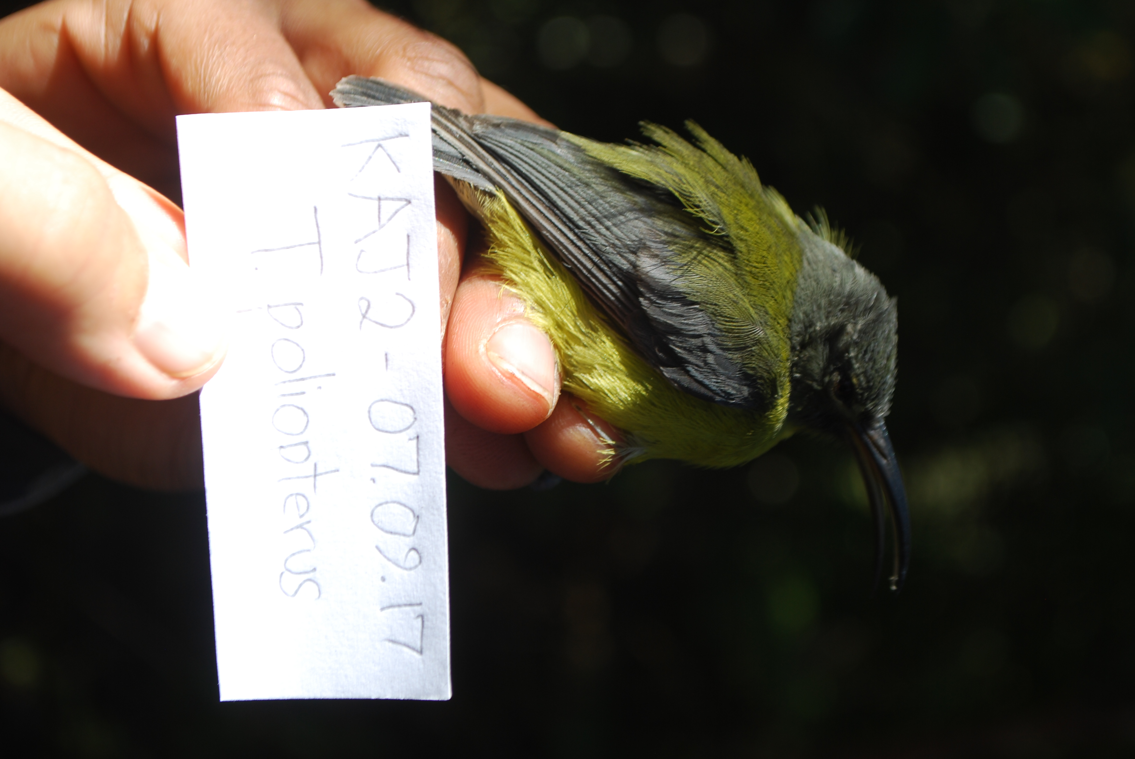 Slaty-headed Longbill (Toxorhamphus poliopterus), photo 10