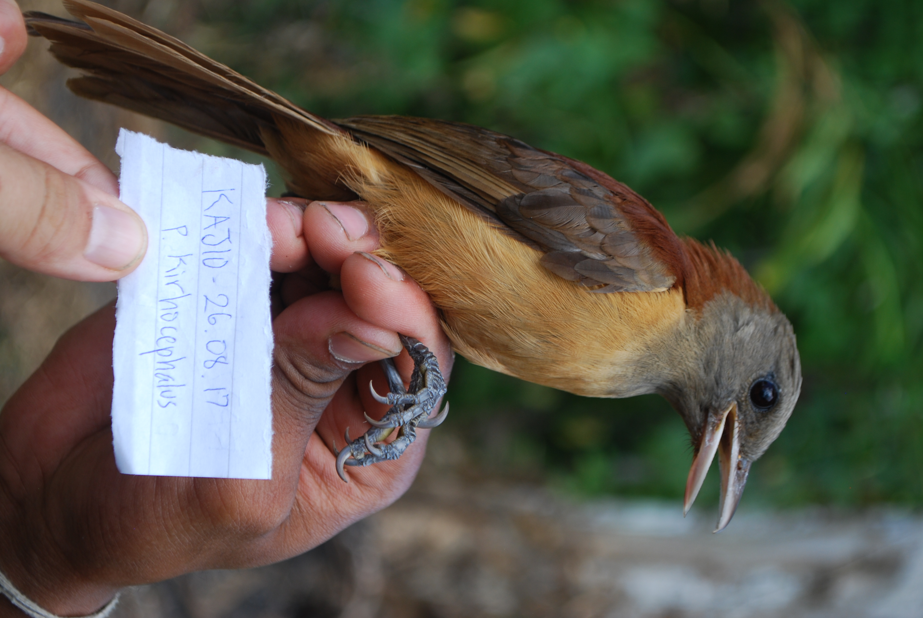 Northern Variable Pitohui (Pitohui kirhocephalus), photo 6