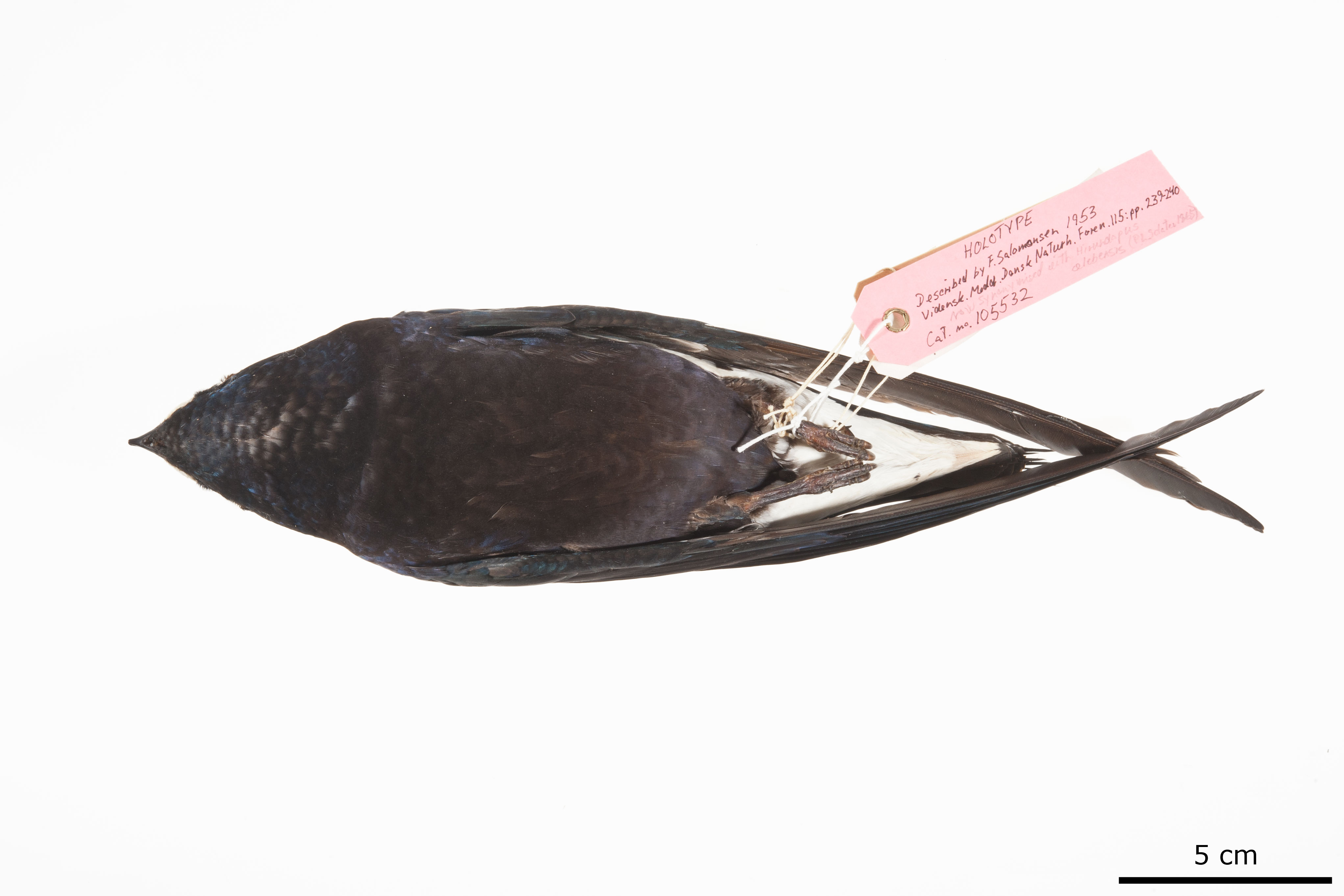 Purple Needletail (Hirundapus celebensis), photo 4