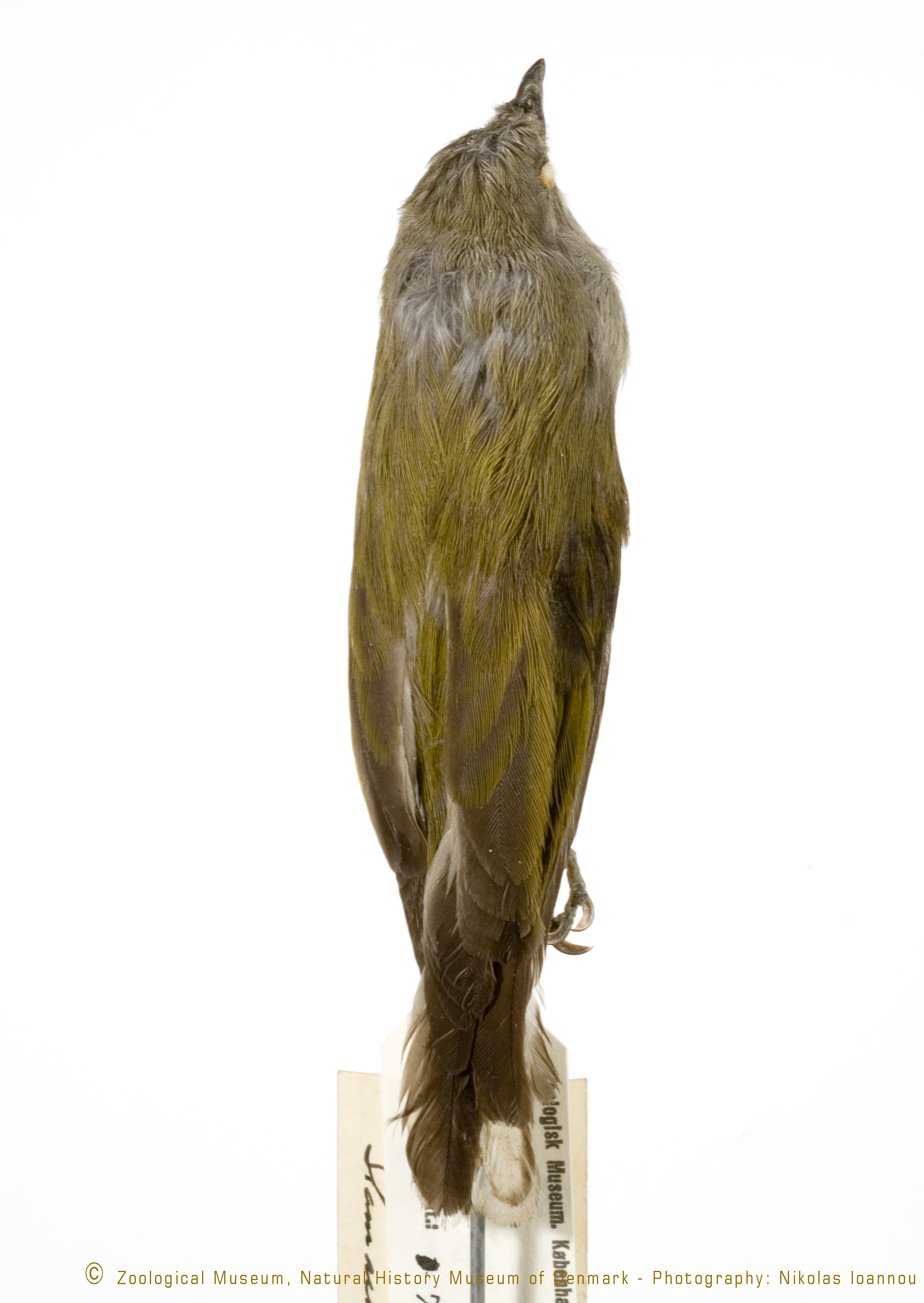Pallid Honeyguide (Indicator meliphilus), photo 10