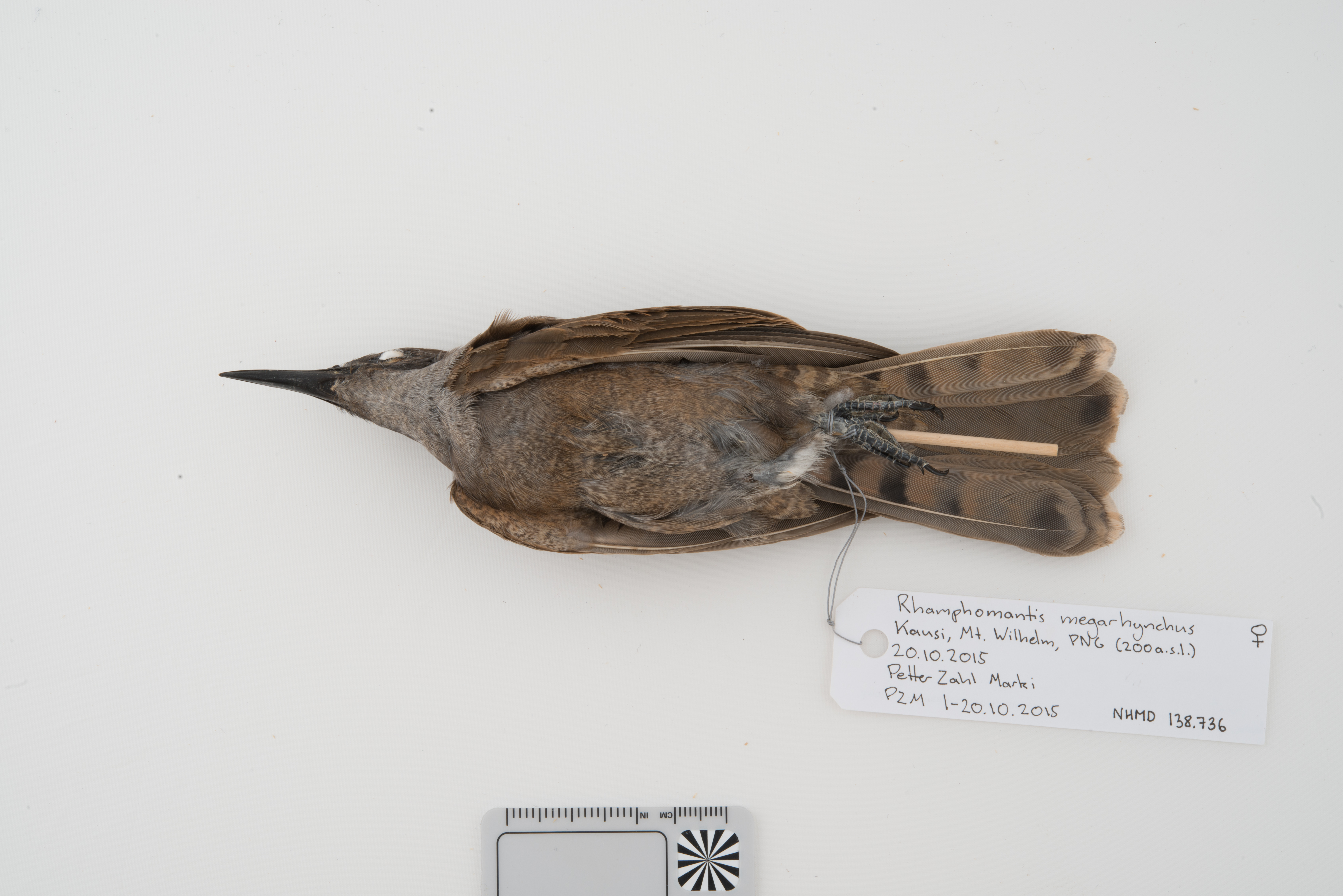 Long-billed Cuckoo (Chalcites megarhynchus), photo 2