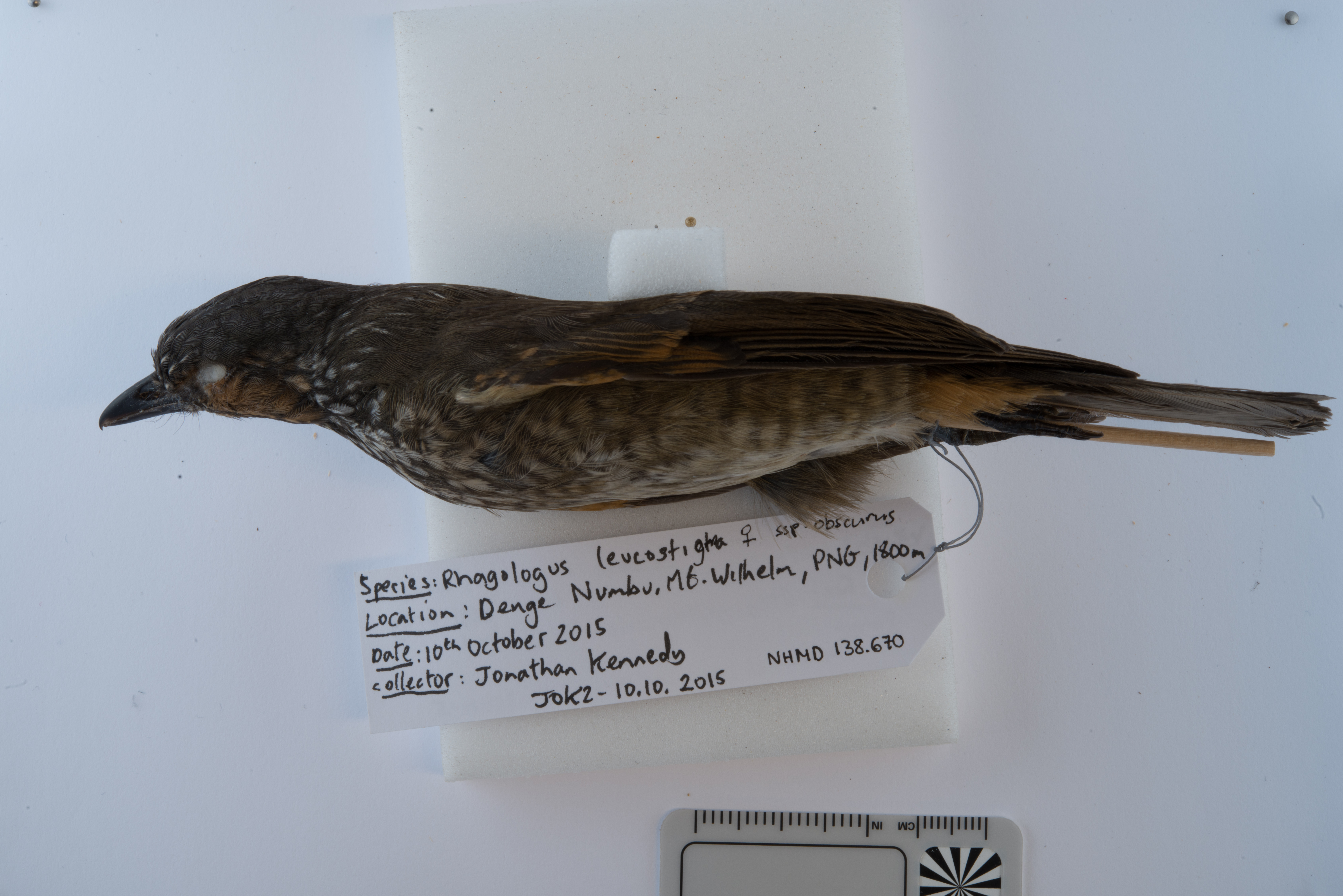 Mottled Berryhunter (Rhagologus leucostigma), photo 7