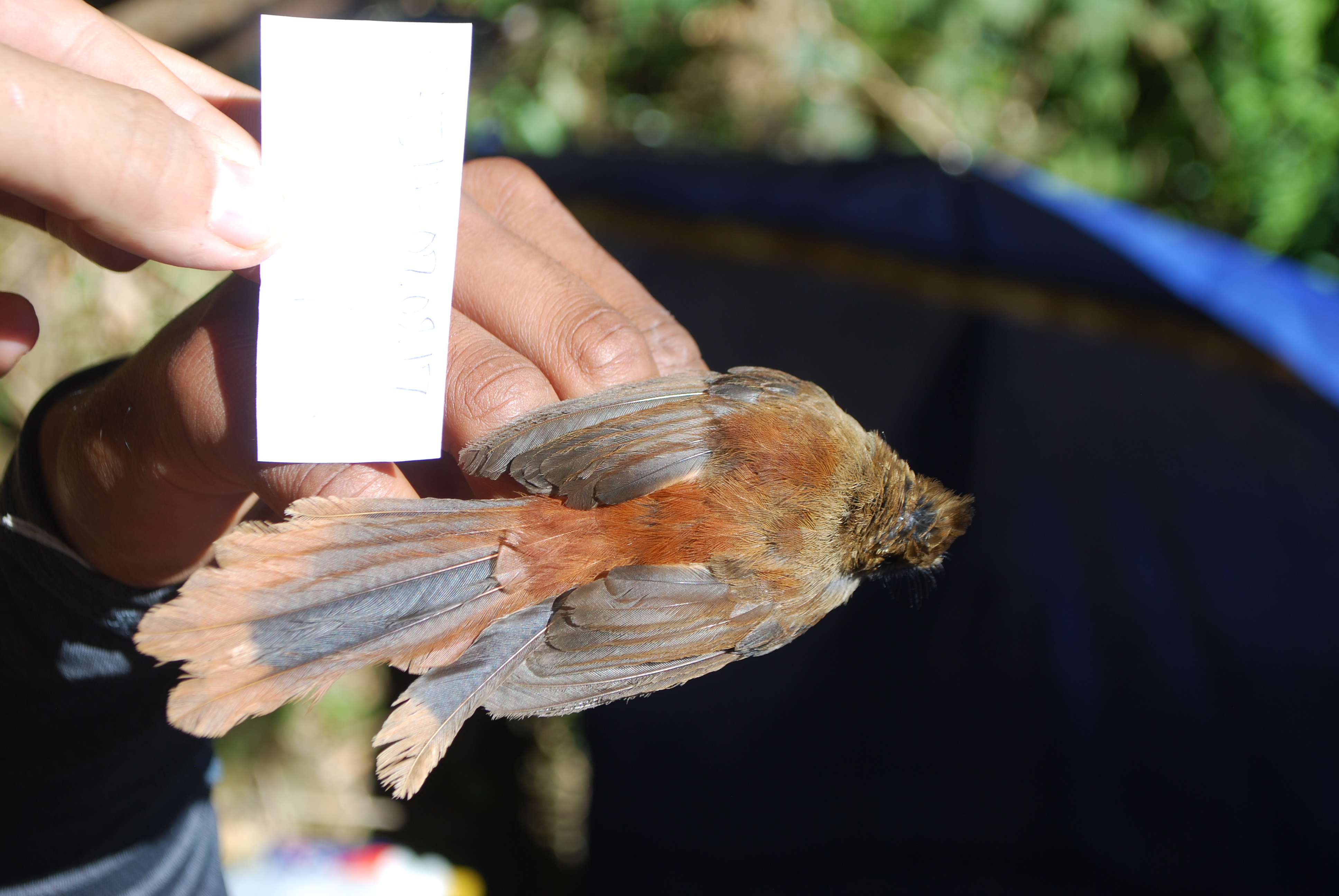 Dimorphic Fantail (Rhipidura brachyrhyncha), photo 7