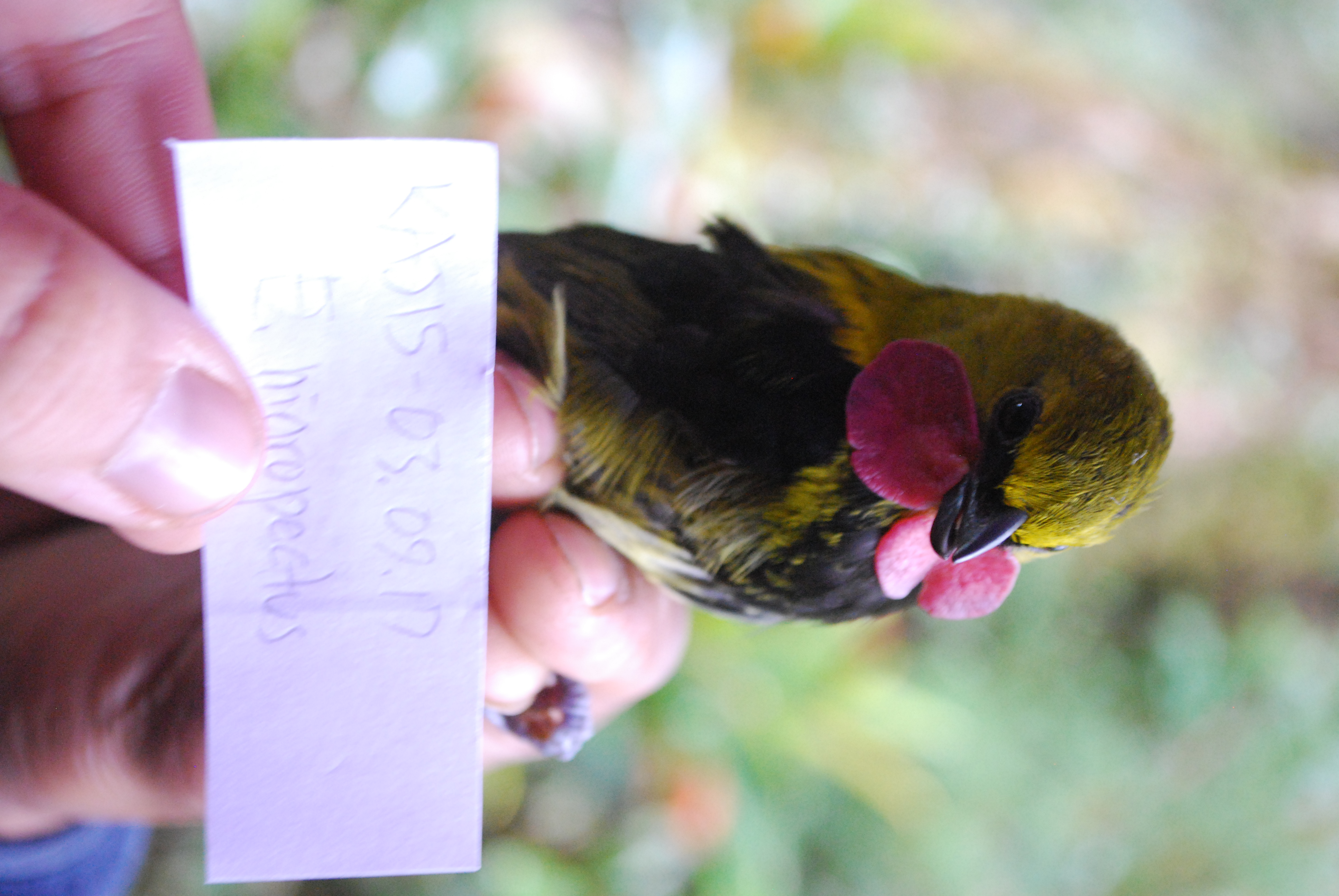 Wattled Ploughbill (Eulacestoma nigropectus), photo 2