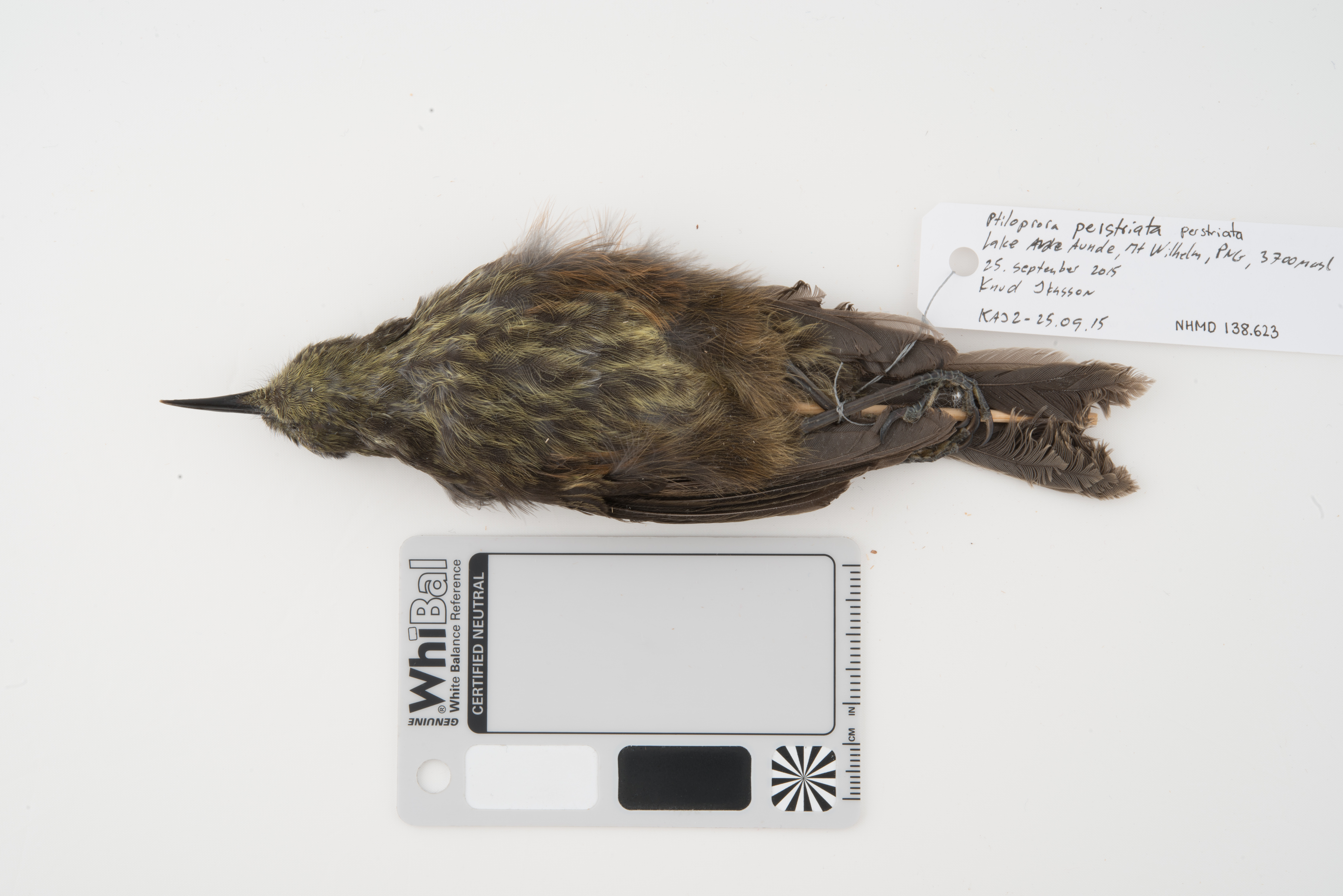 Grey-streaked Honeyeater (Ptiloprora perstriata), photo 9
