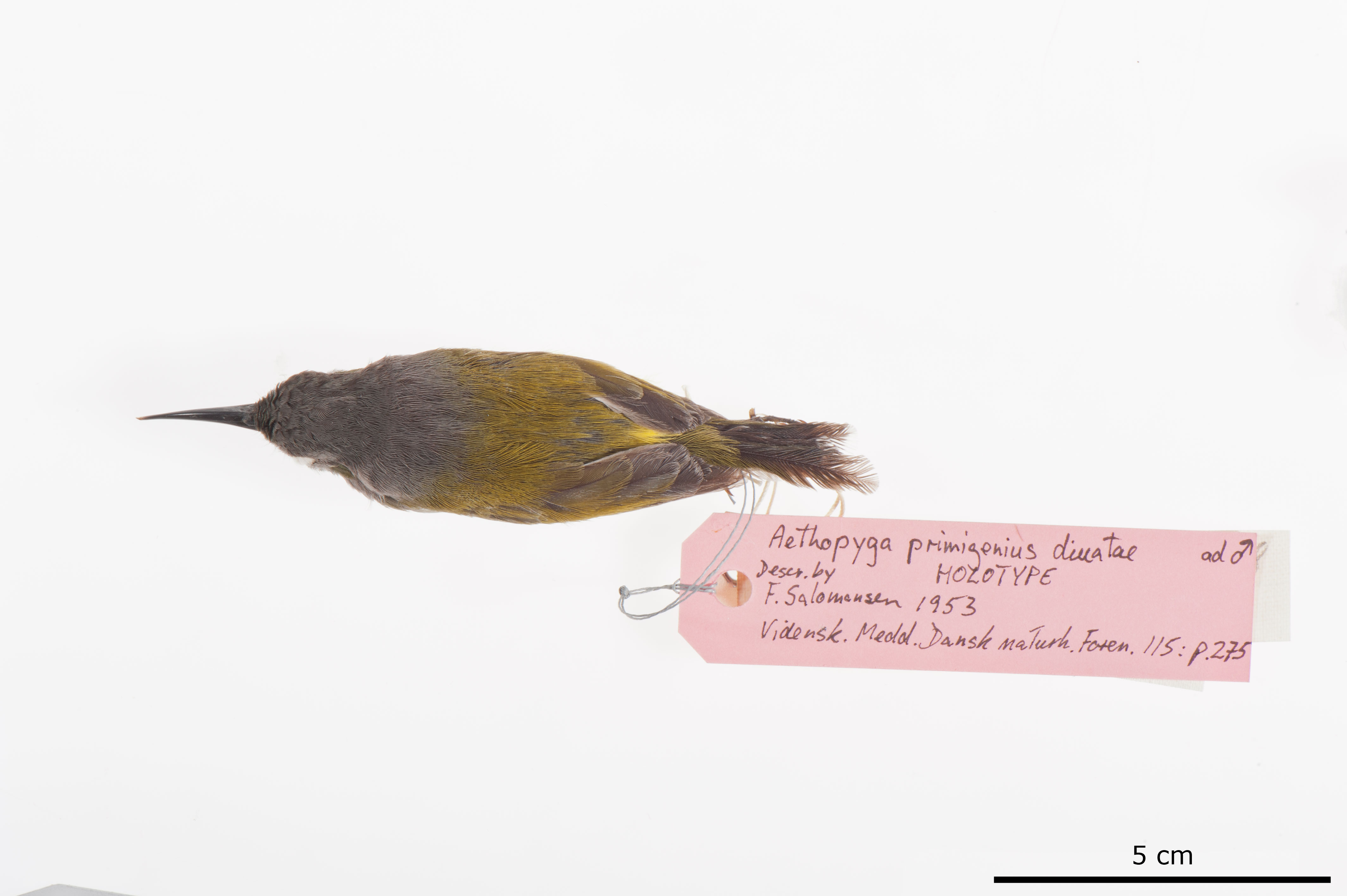 Grey-hooded Sunbird (Aethopyga primigenia), photo 7
