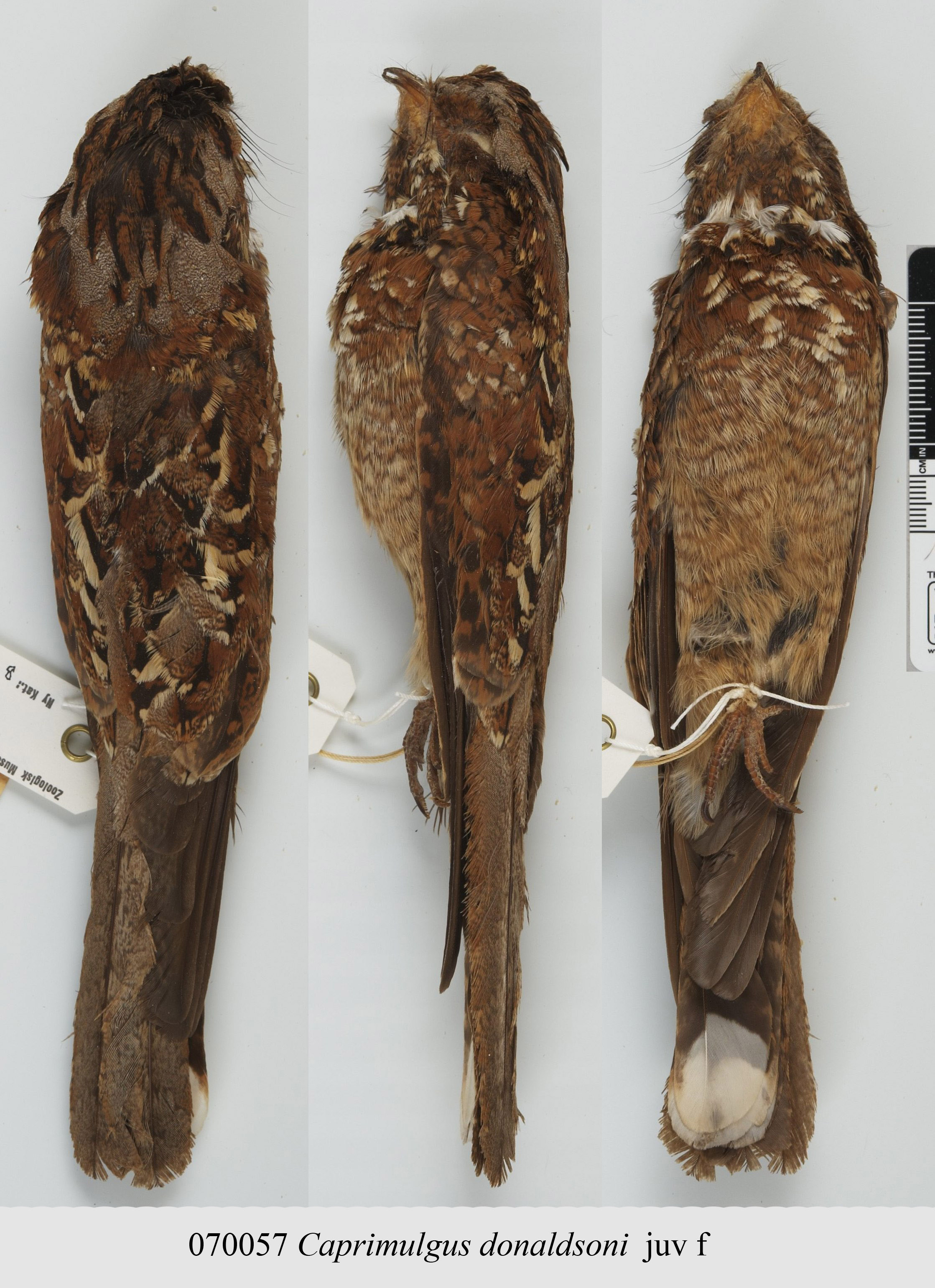 Donaldson Smith's Nightjar (Caprimulgus donaldsoni), photo 4