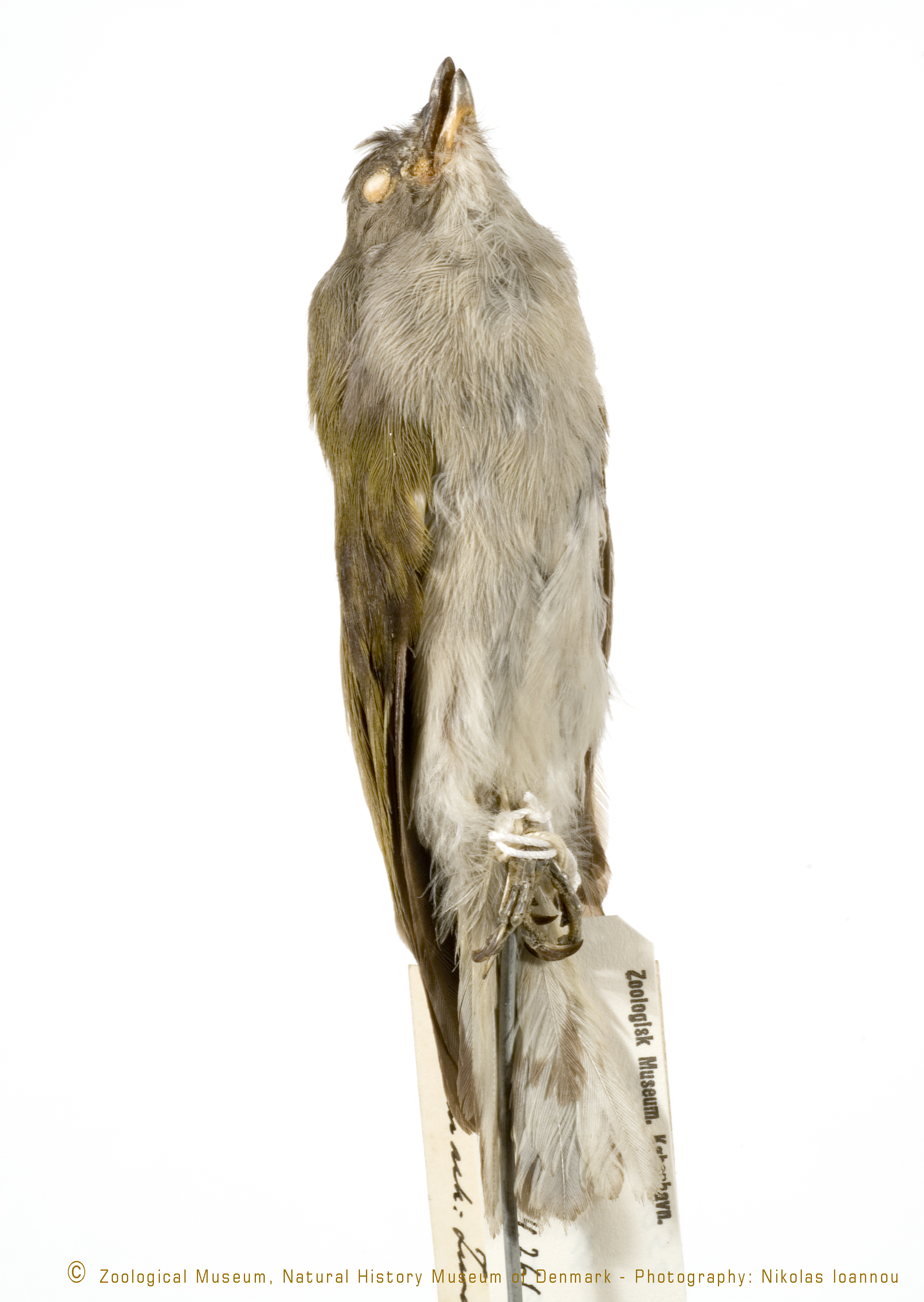 Pallid Honeyguide (Indicator meliphilus), photo 3