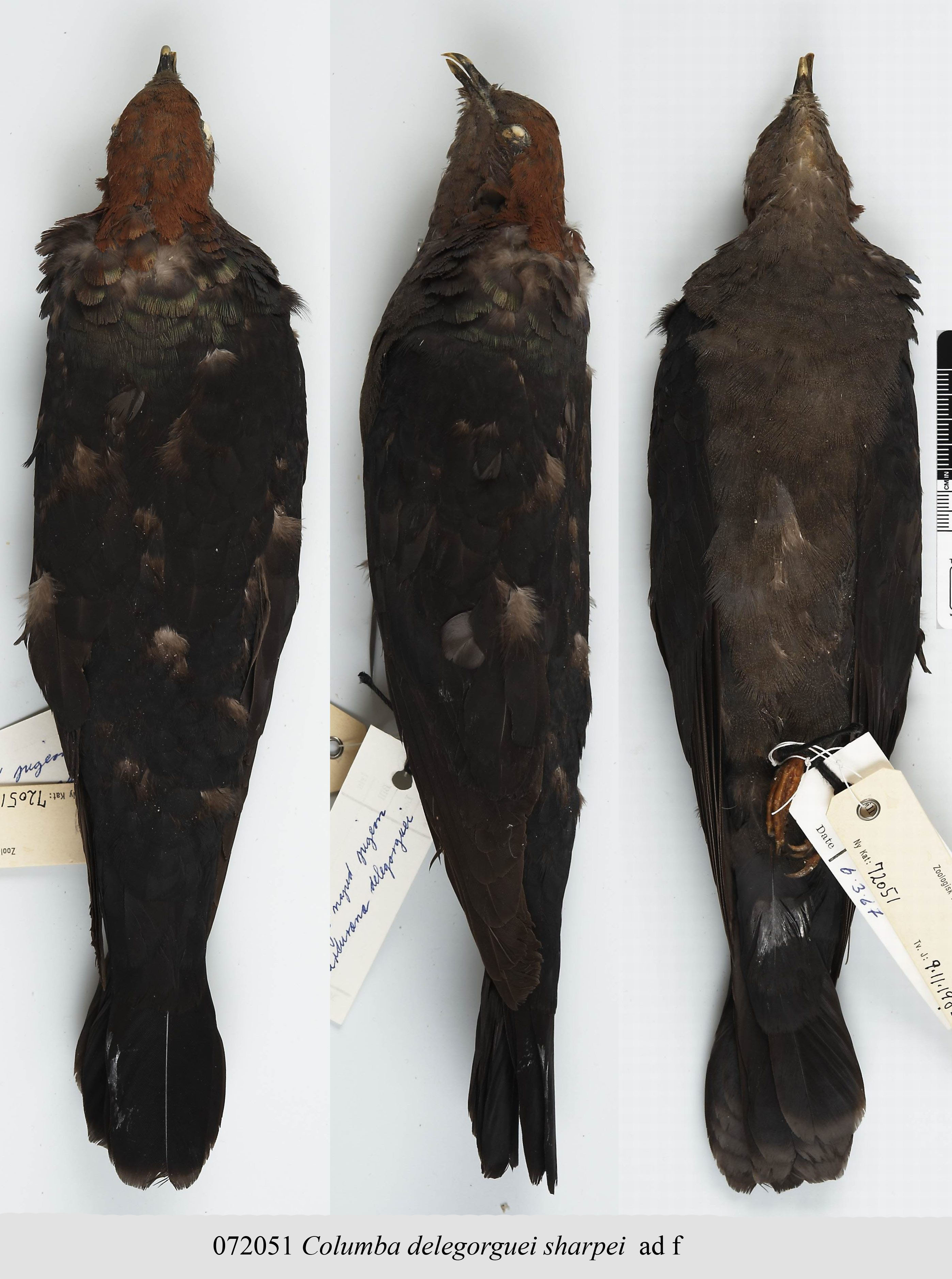 Eastern Bronze-naped Pigeon (Columba delegorguei), photo 6