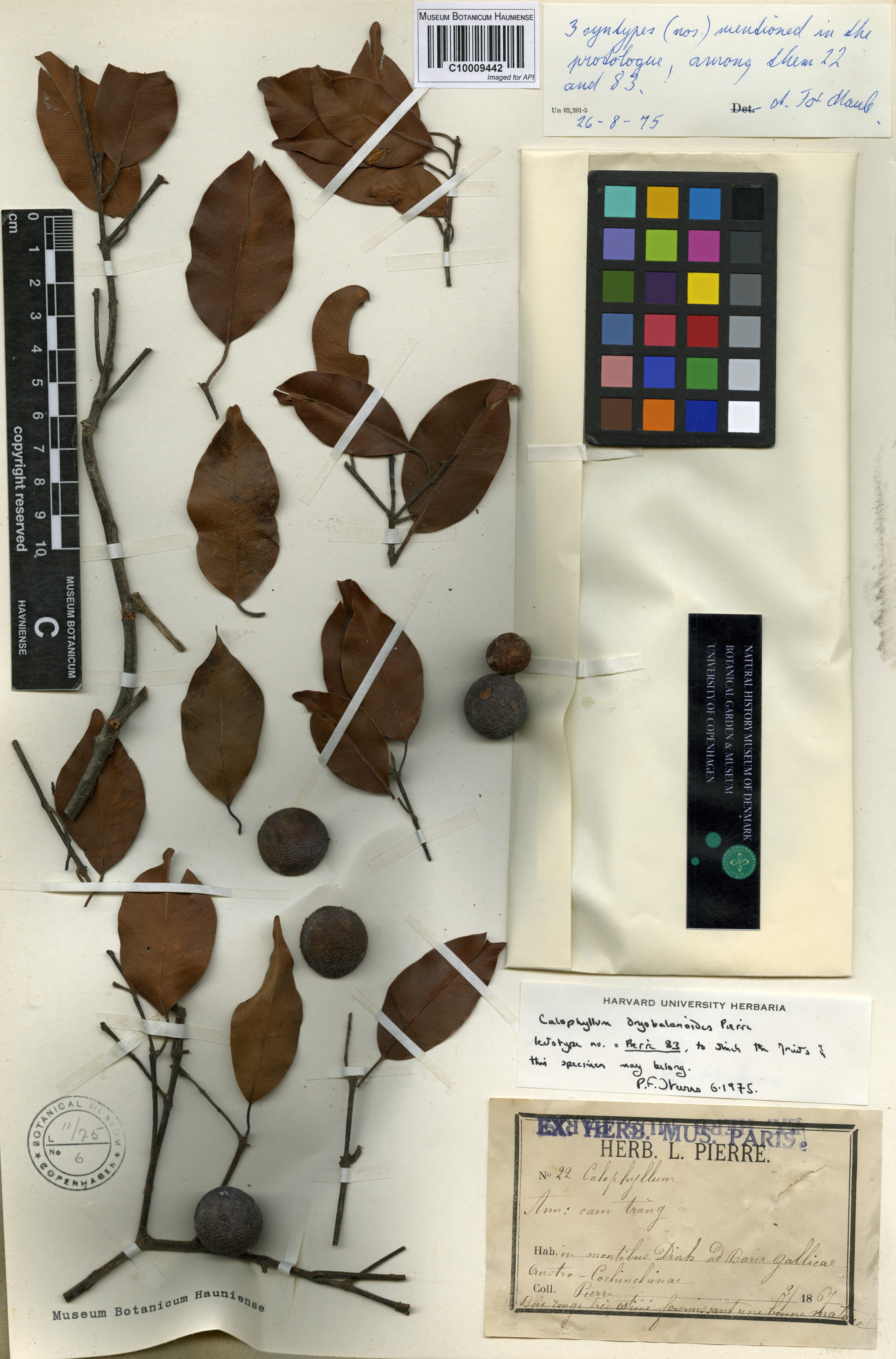 Calophyllum dryobalanoides — ảnh 3