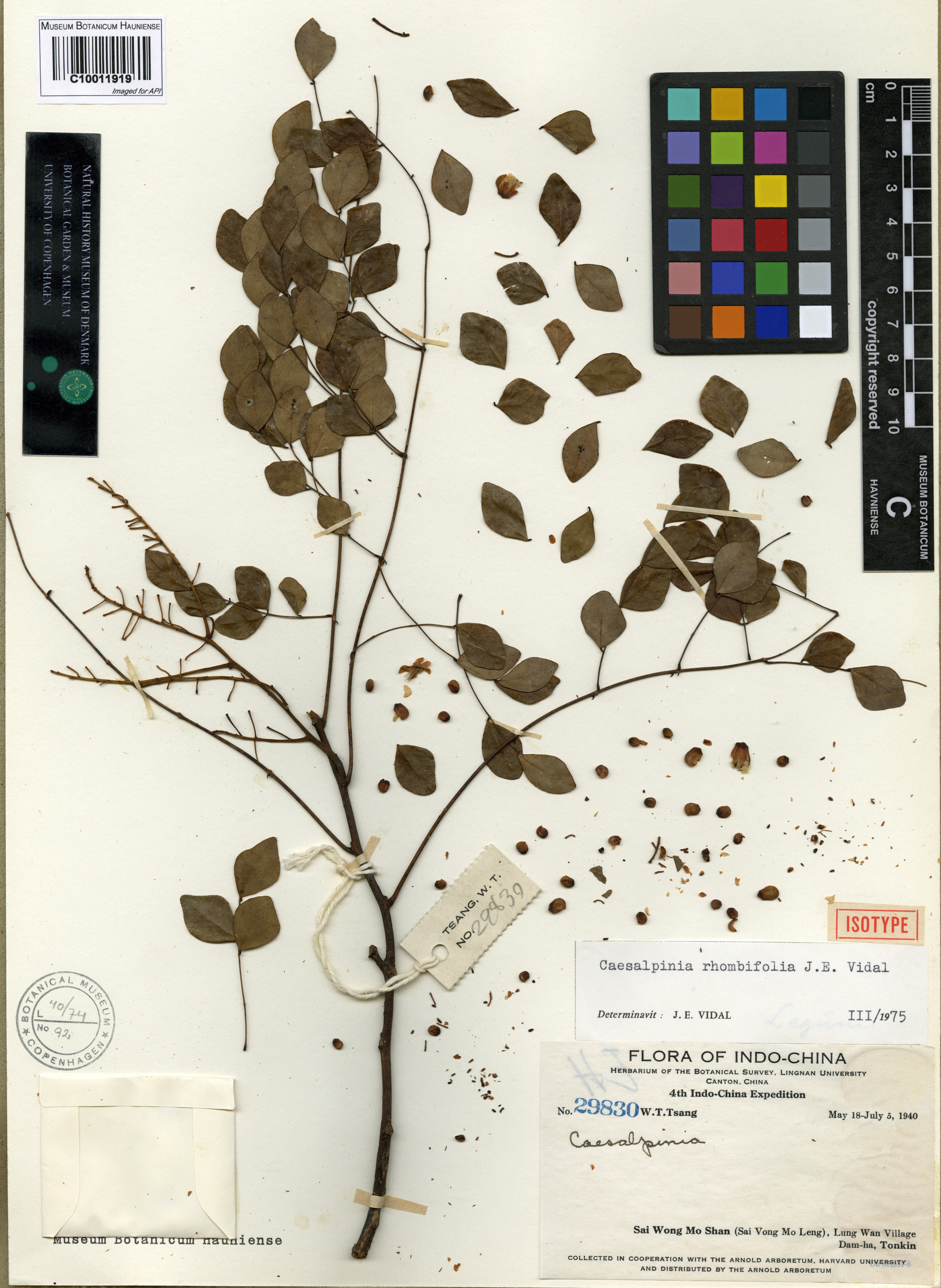 Ticanto rhombifolia (Ticanto rhombifolia)