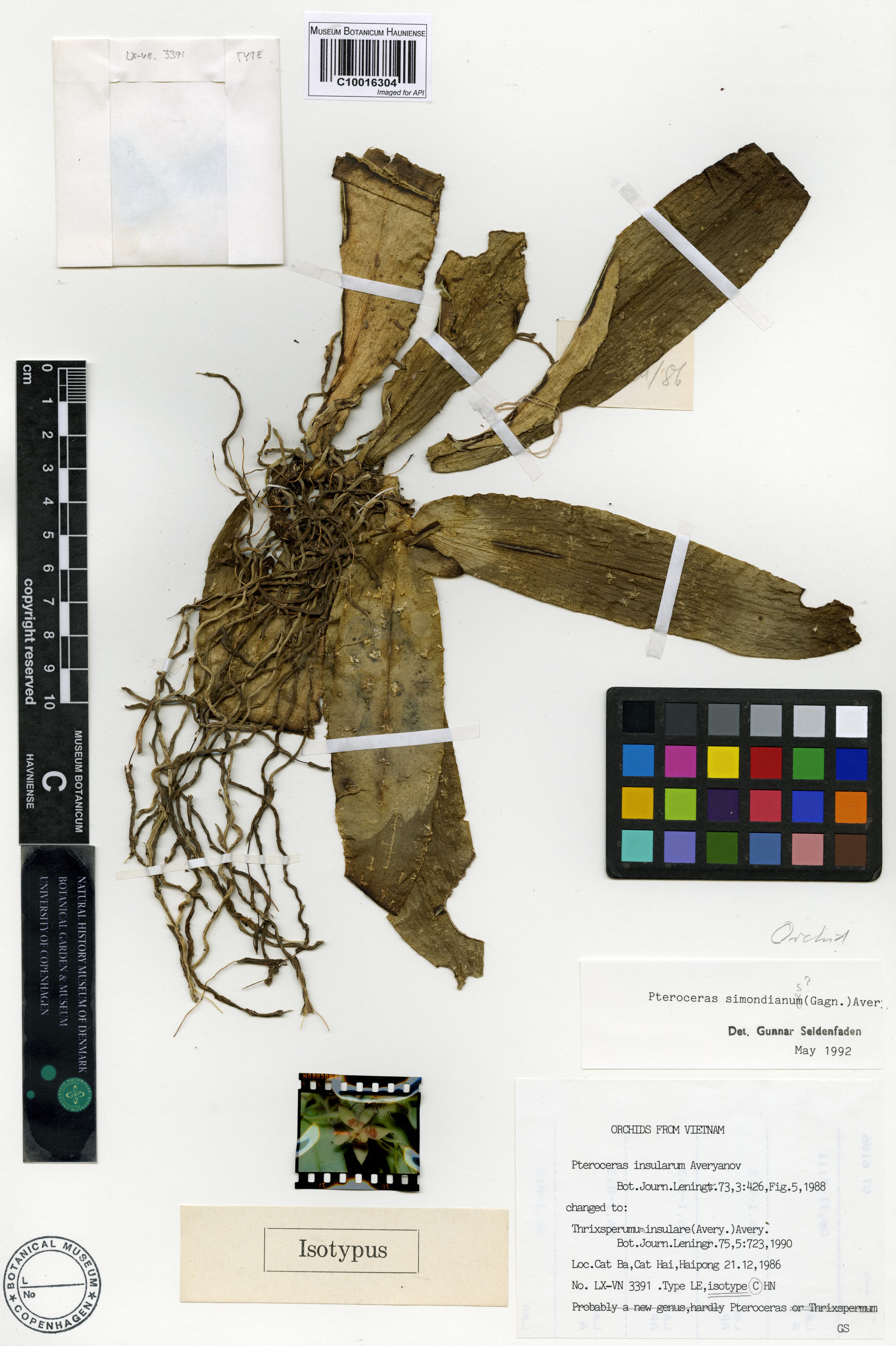Brachypeza simondiana — ảnh 2