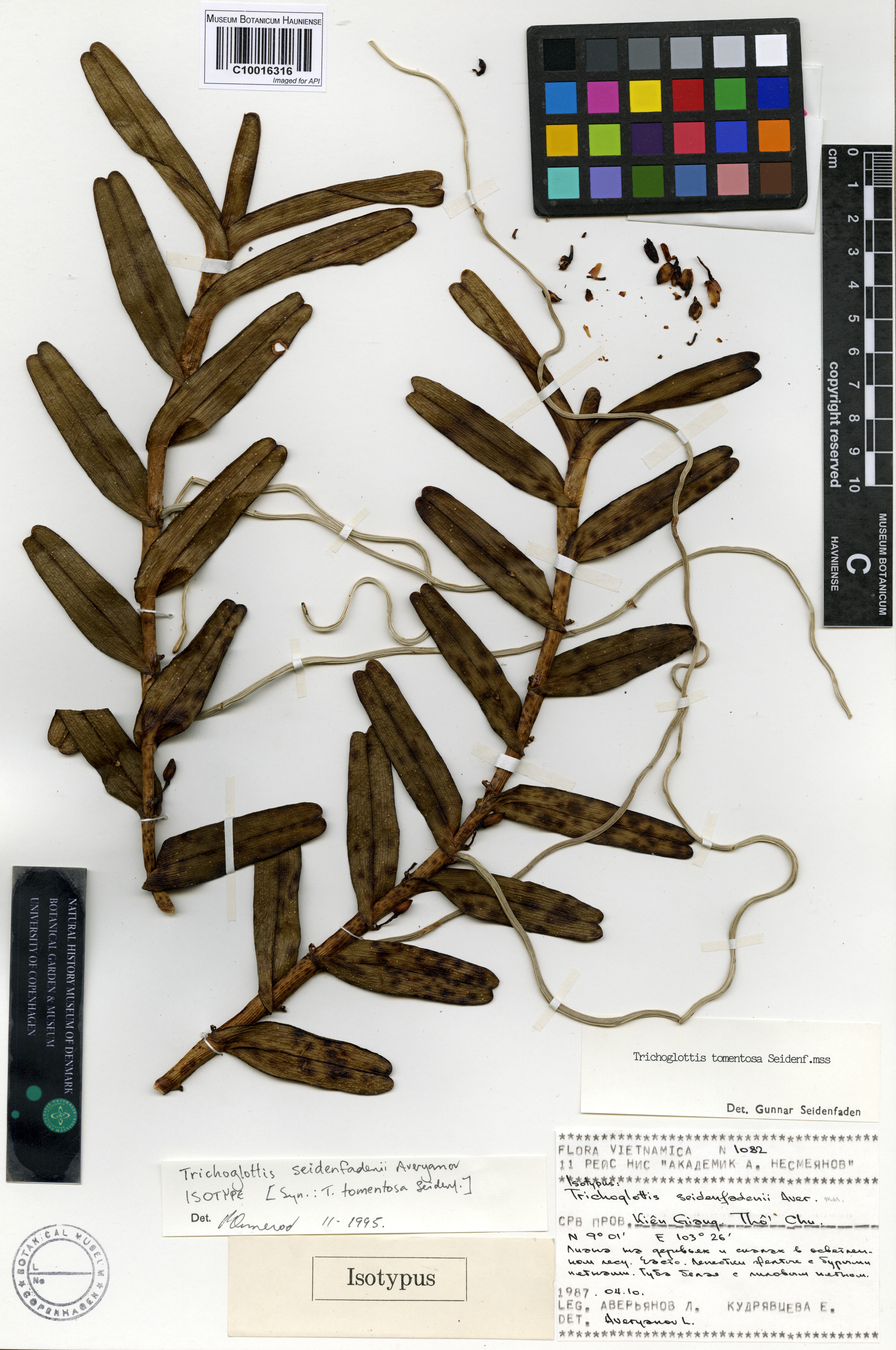 Trichoglottis seidenfadenii — ảnh 2