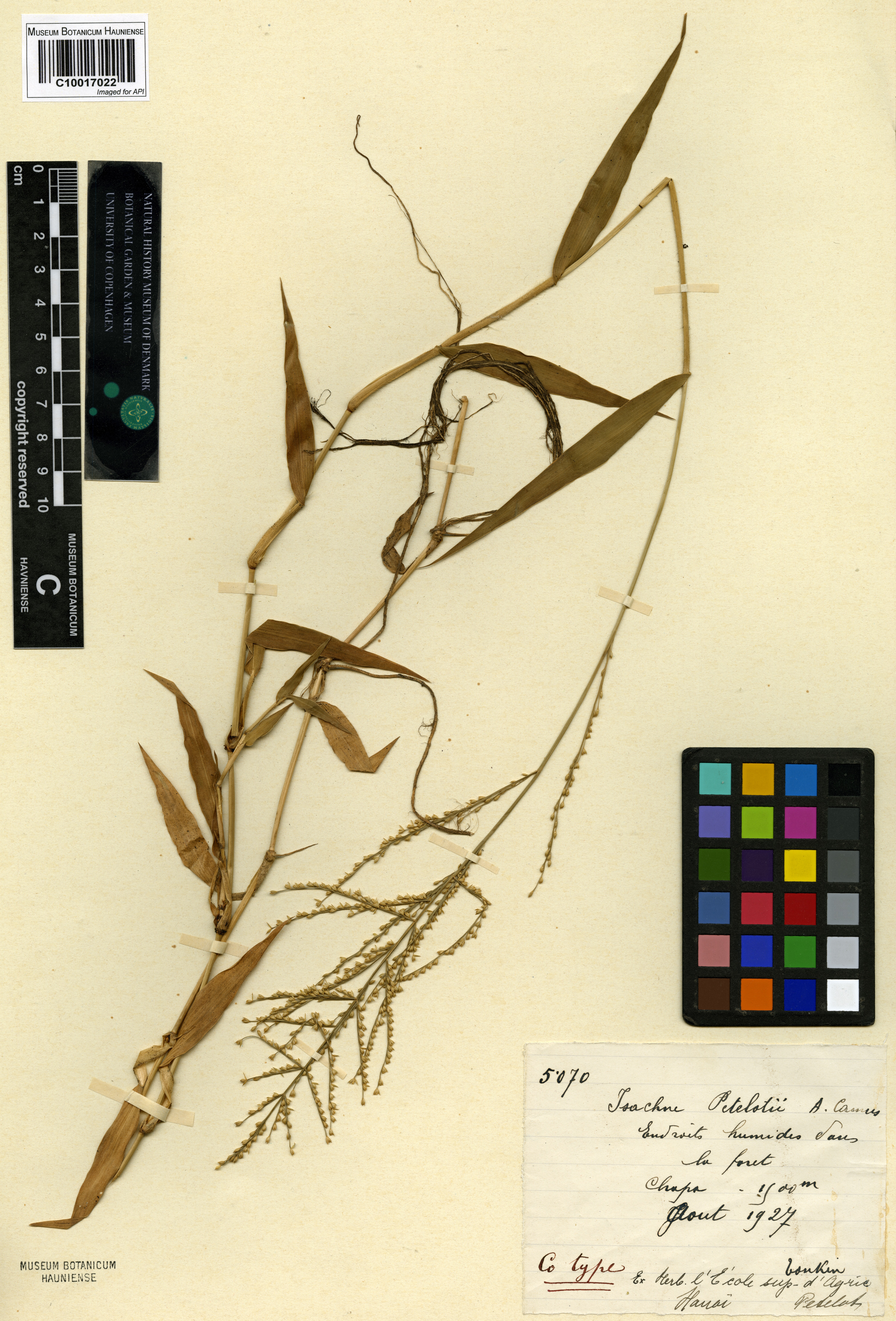 Isachne petelotii — ảnh 2