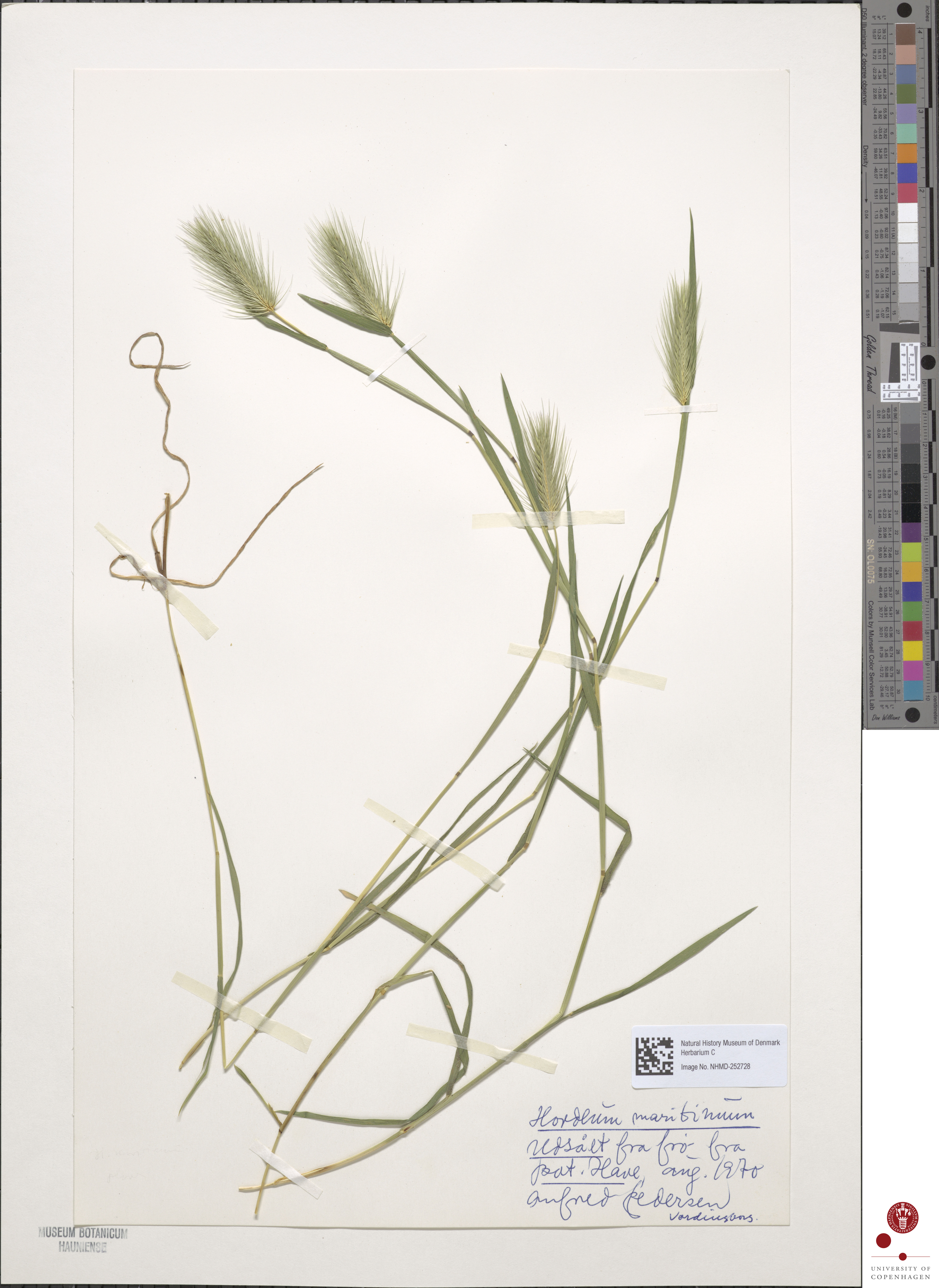 Sea barley