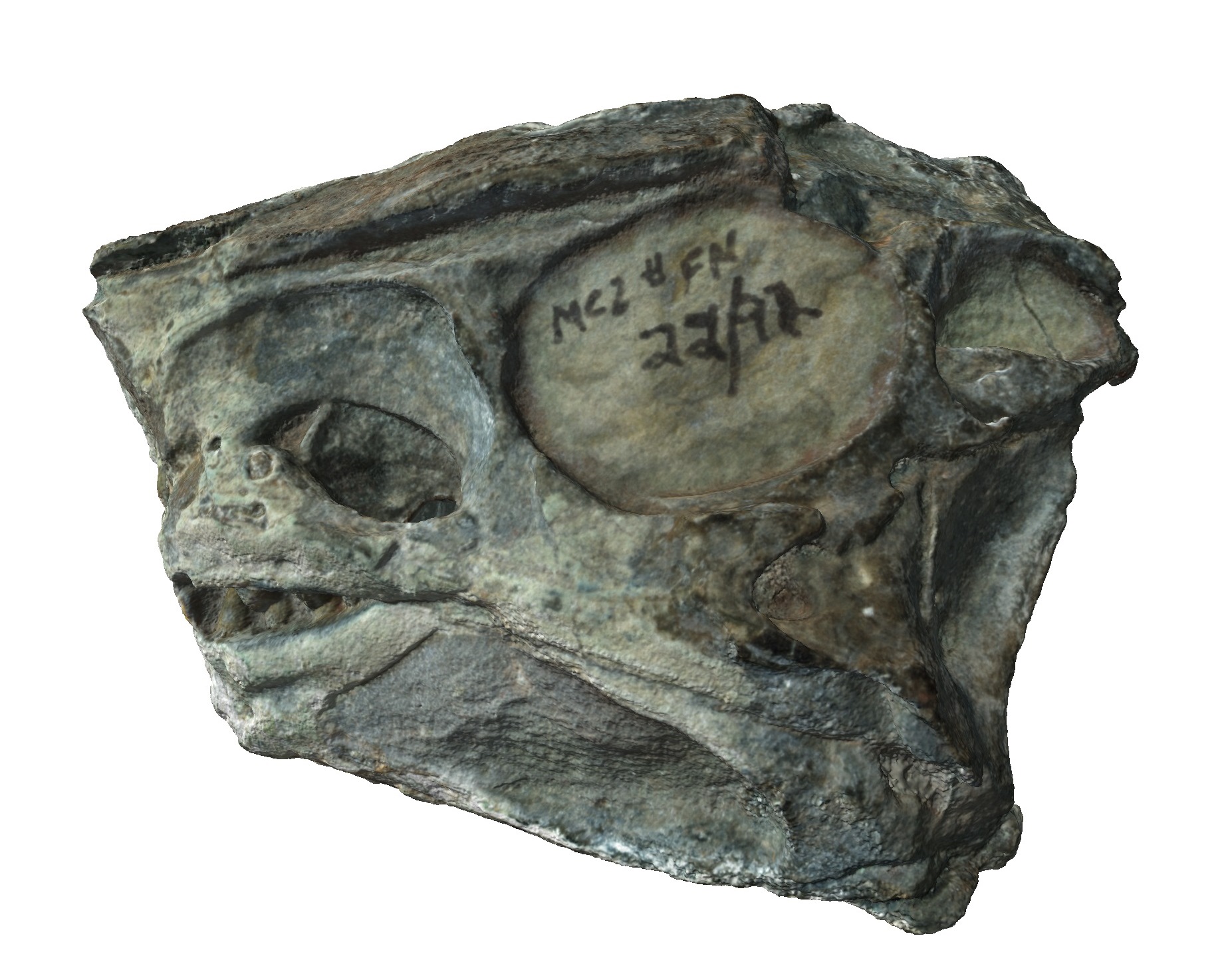 Aetosaurus ferratus